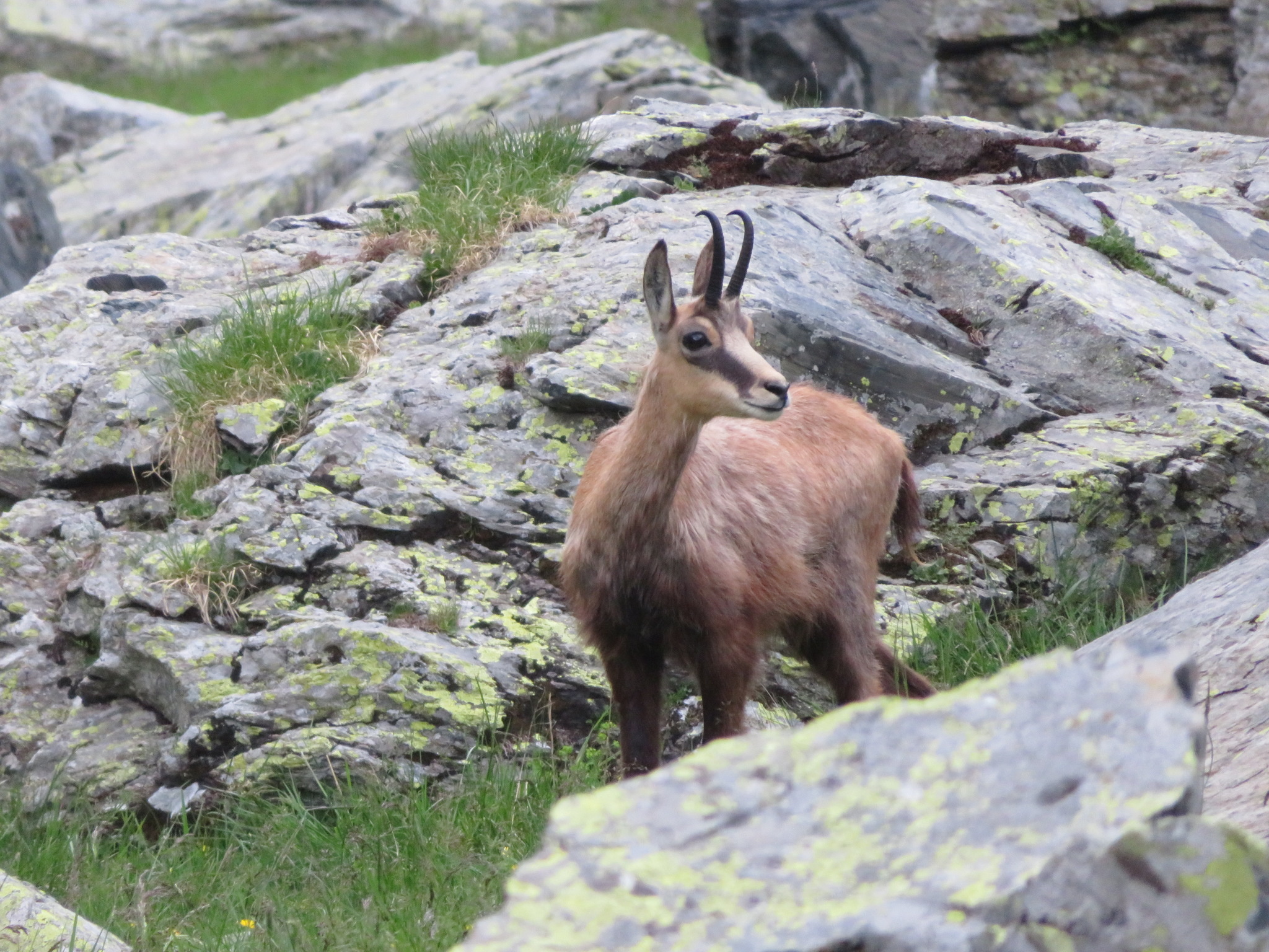 Northern chamois, European wildlife, Stunning photographs, Wildlife conservation, 2050x1540 HD Desktop