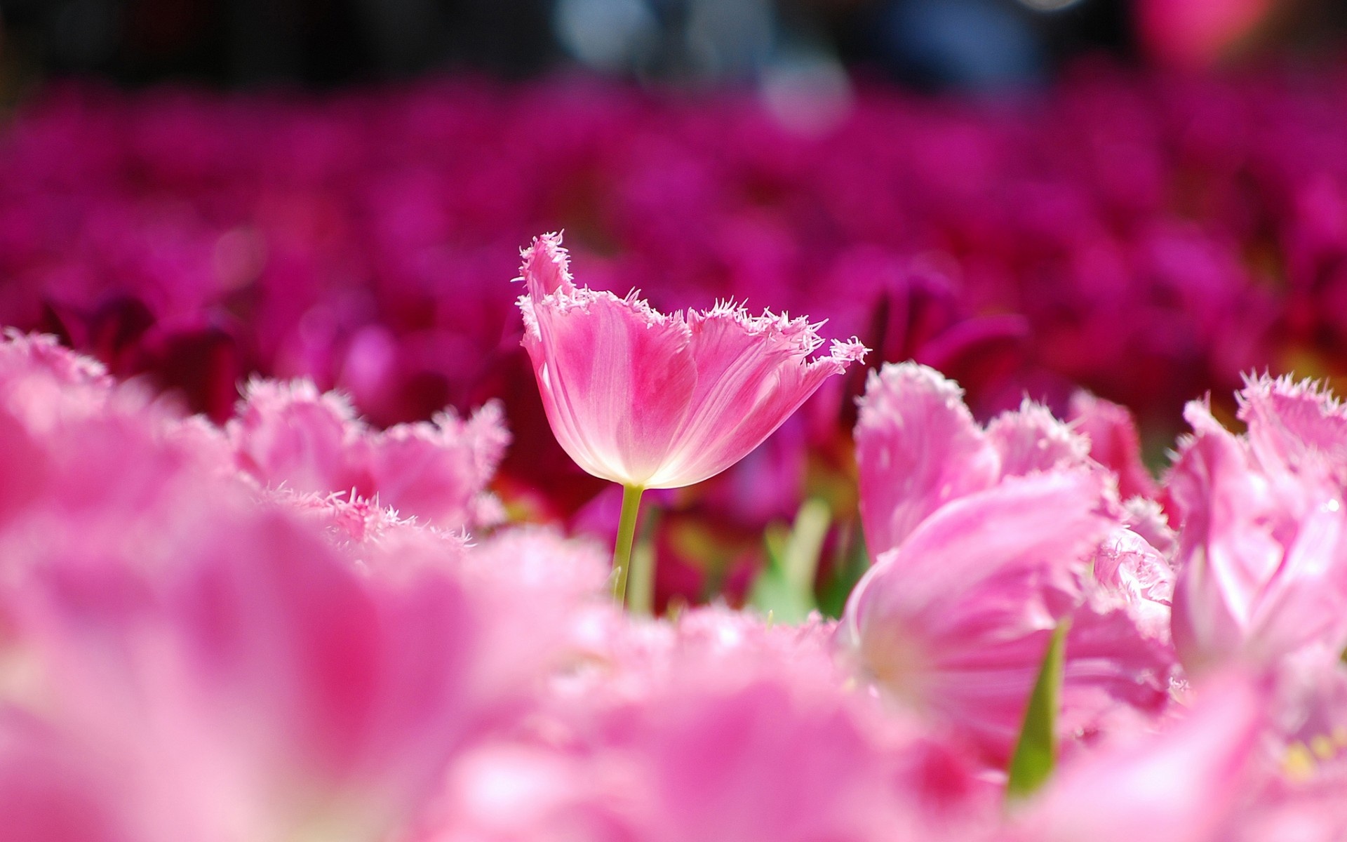 Pink fringed tulip, Fringed tulip petals, Tulip flowerbed, HD Desktop wallpaper