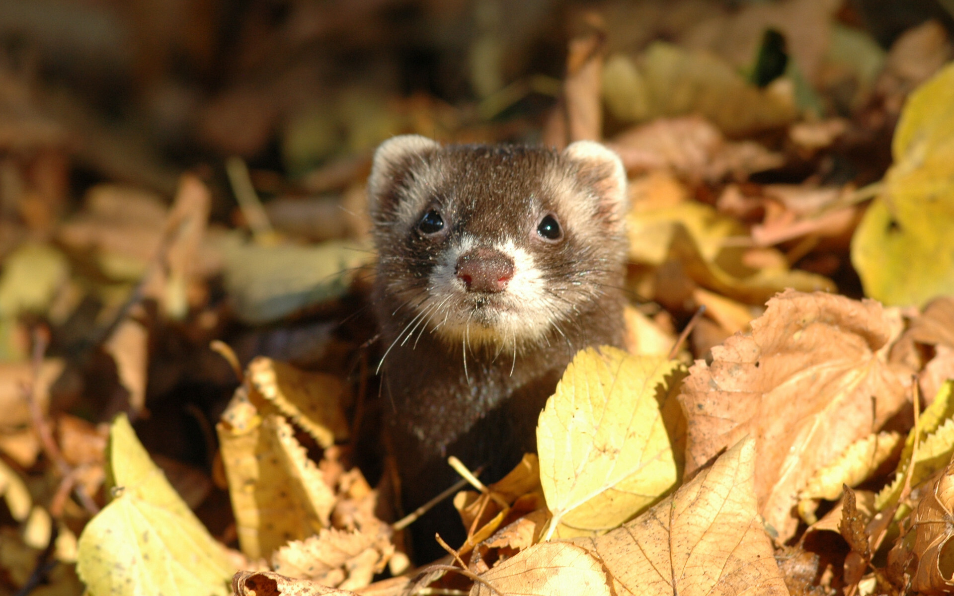 Teddy the ferret, Cute pet, Playful antics, Furry friend, 1920x1200 HD Desktop