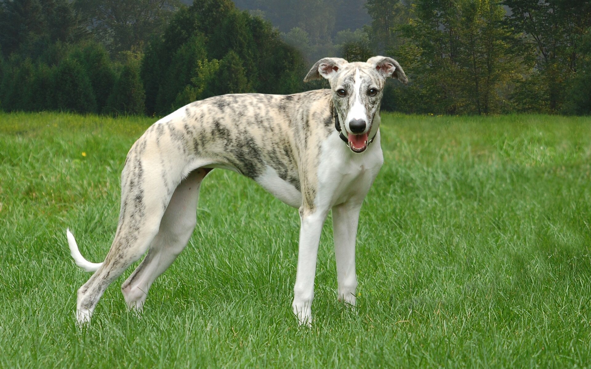 Moril whippet, HD wallpaper, Unique markings, Enchanting eyes, 1920x1200 HD Desktop