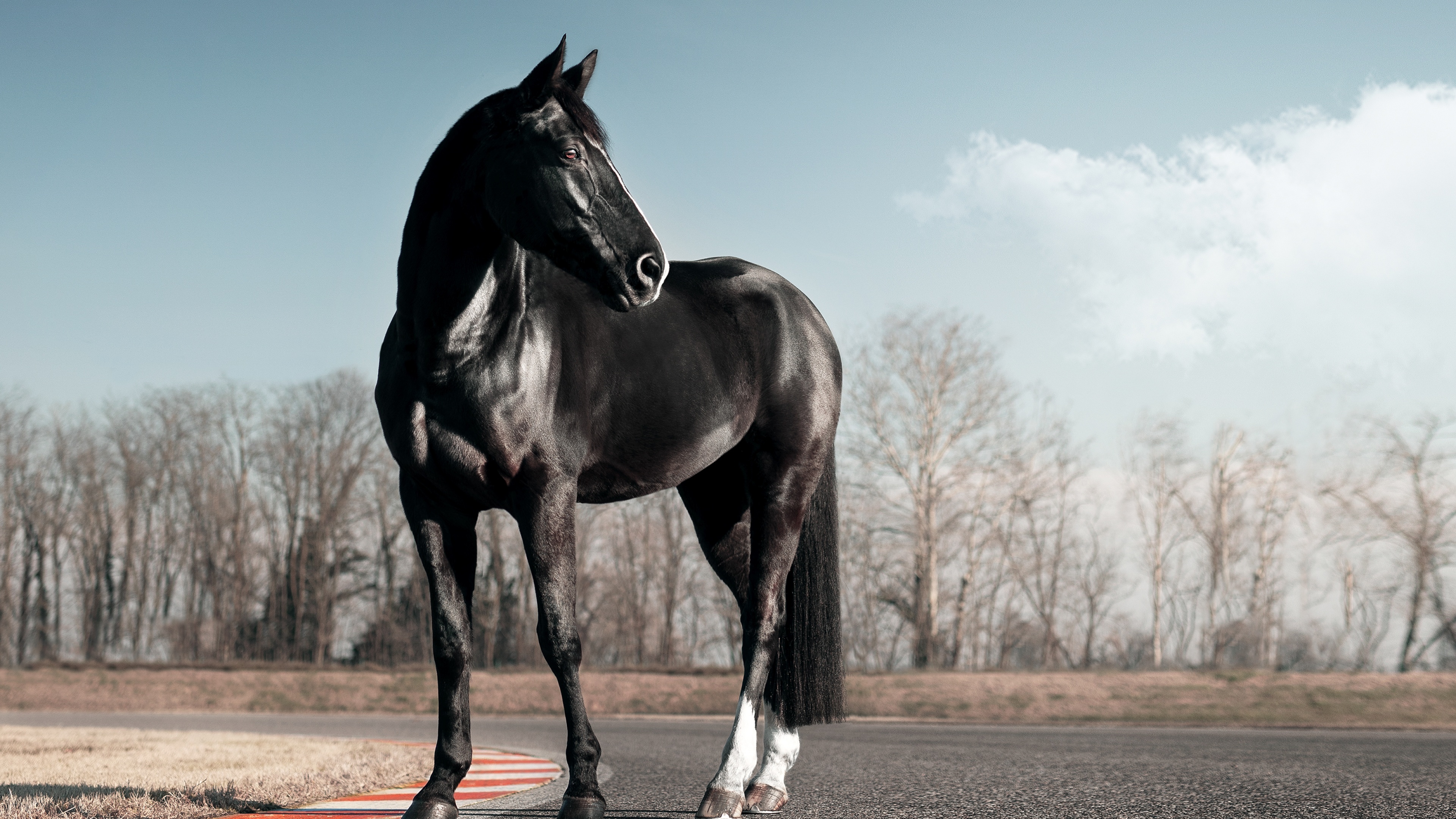 Black horse wallpaper 4K, Race track, Clear sky, 3840x2160 4K Desktop