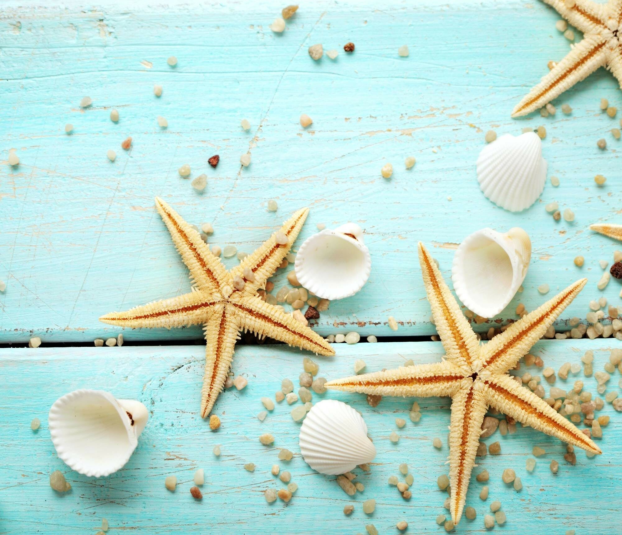 Starfish wallpapers, Top free, Starfish backgrounds, 2000x1720 HD Desktop