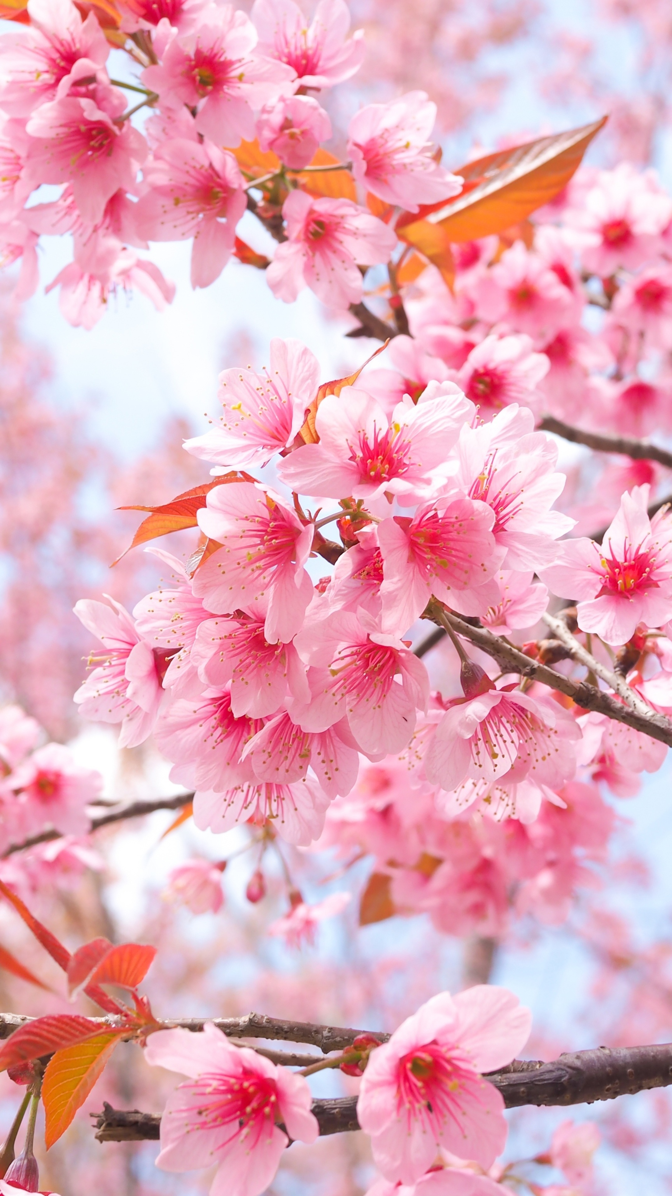 Blooming sakura blossoms, Flowering tree branches, Bright spring sky, 4K Phone wallpaper