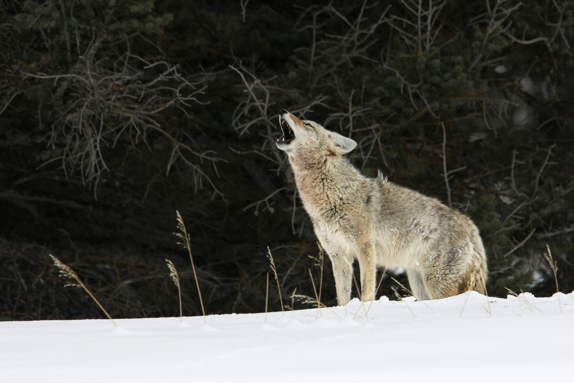 Coyote, Urban centers, Bradford sightings, Nature's return, 2000x1340 HD Desktop