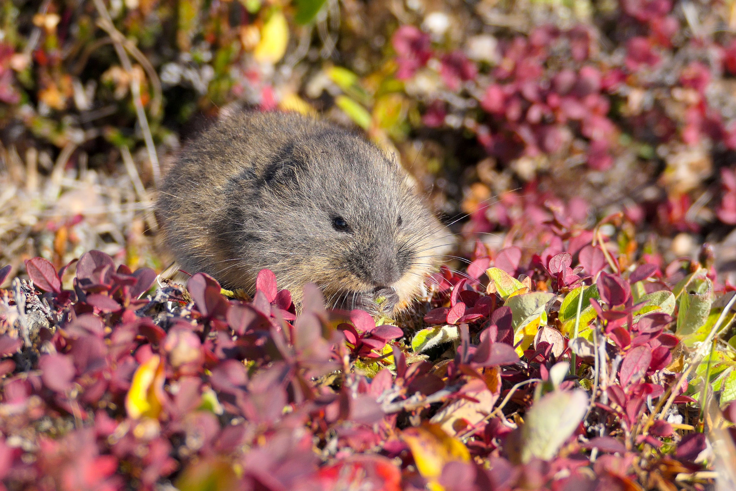 Lemming, Population cycle mystery, Lemming explanation, Fascinating behavior, 2500x1670 HD Desktop