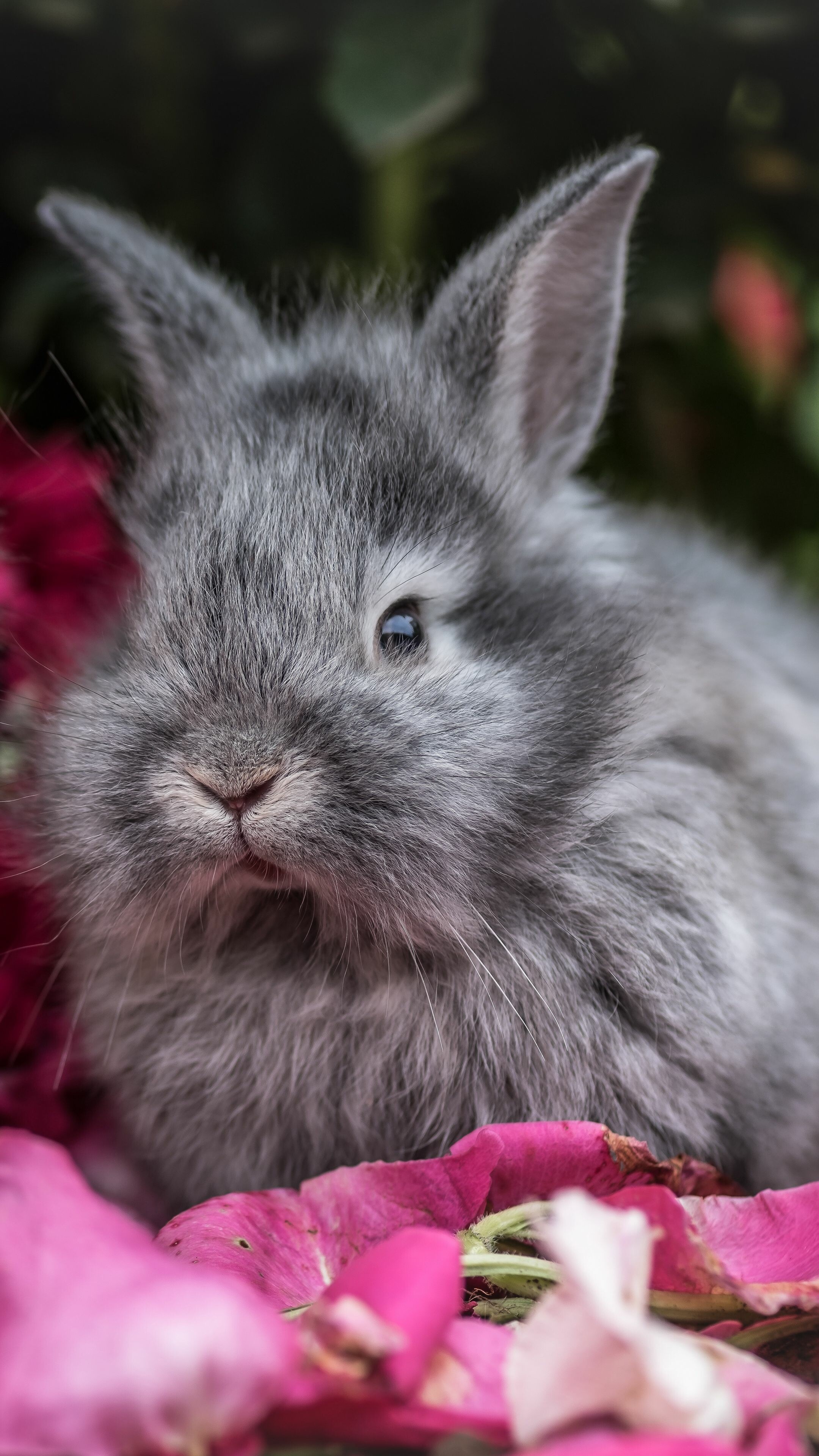 Lionhead, Rabbits Wallpaper, 2160x3840 4K Phone