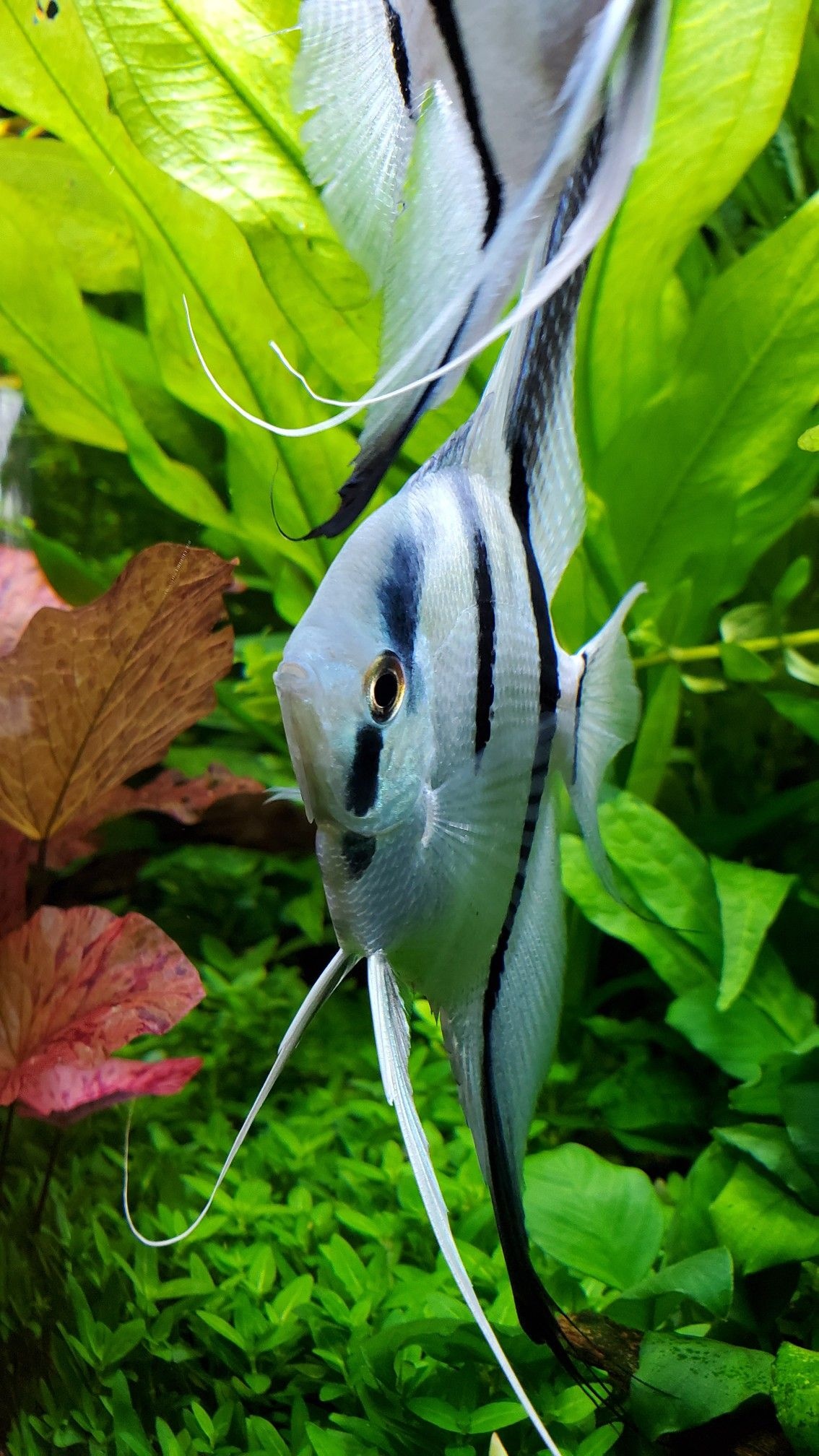 Angelfish, Freshwater Fish, Angel Fish Tank, 1140x2020 HD Phone