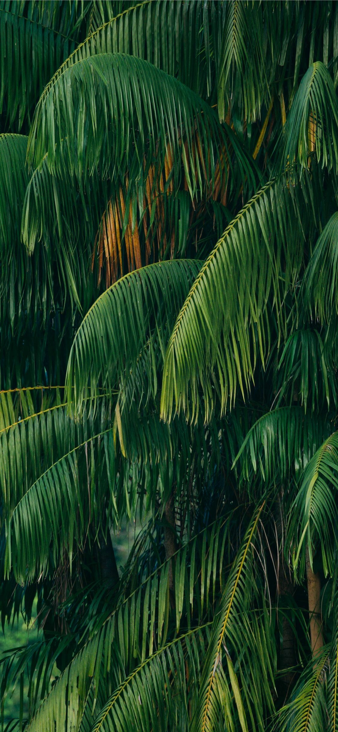 Jungle plants wallpaper, Nature's beauty, Serene scenes, Stunning foliage, 1130x2440 HD Phone