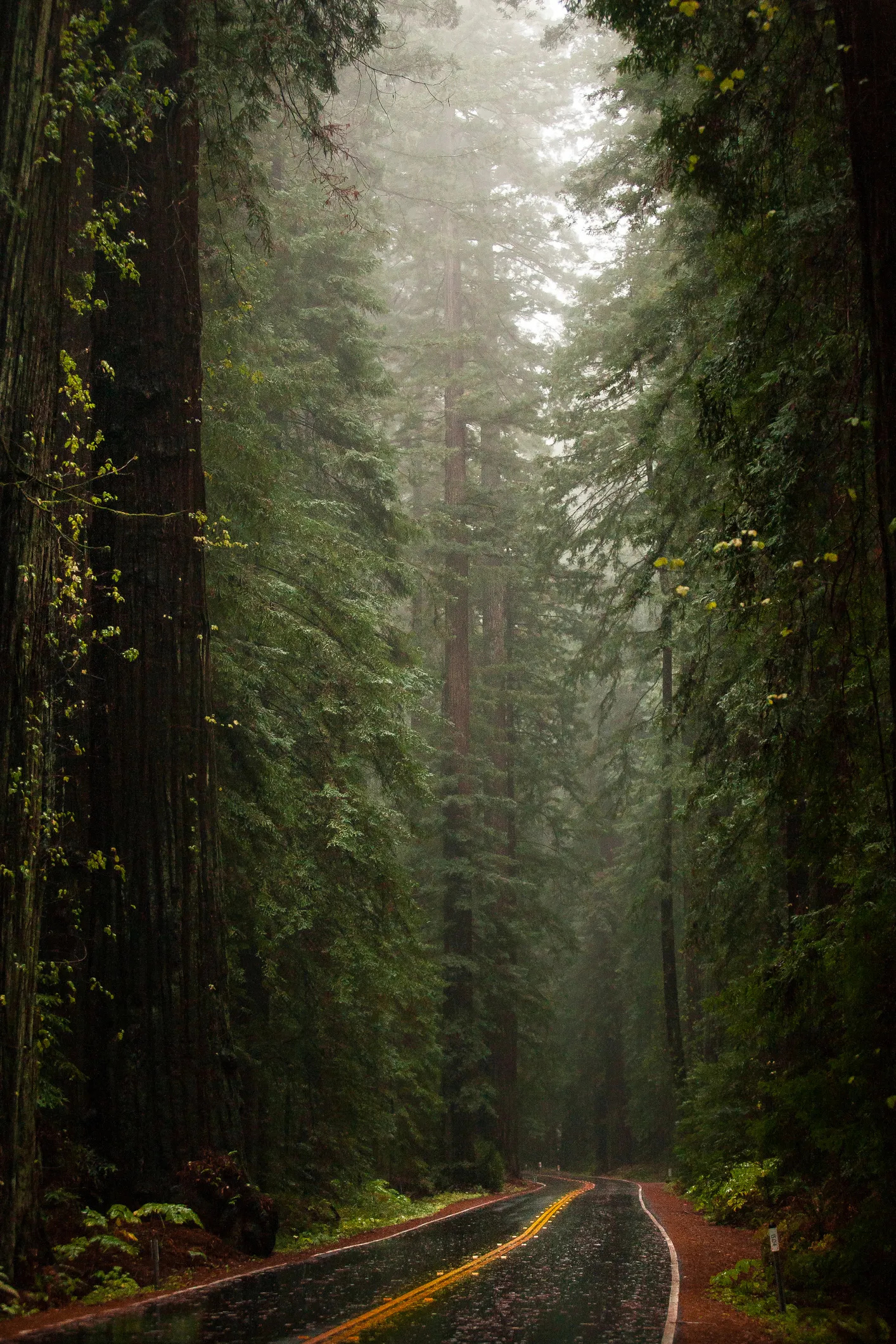 Redwood trees, California, Massive trees, Natural wonders, 1420x2130 HD Phone