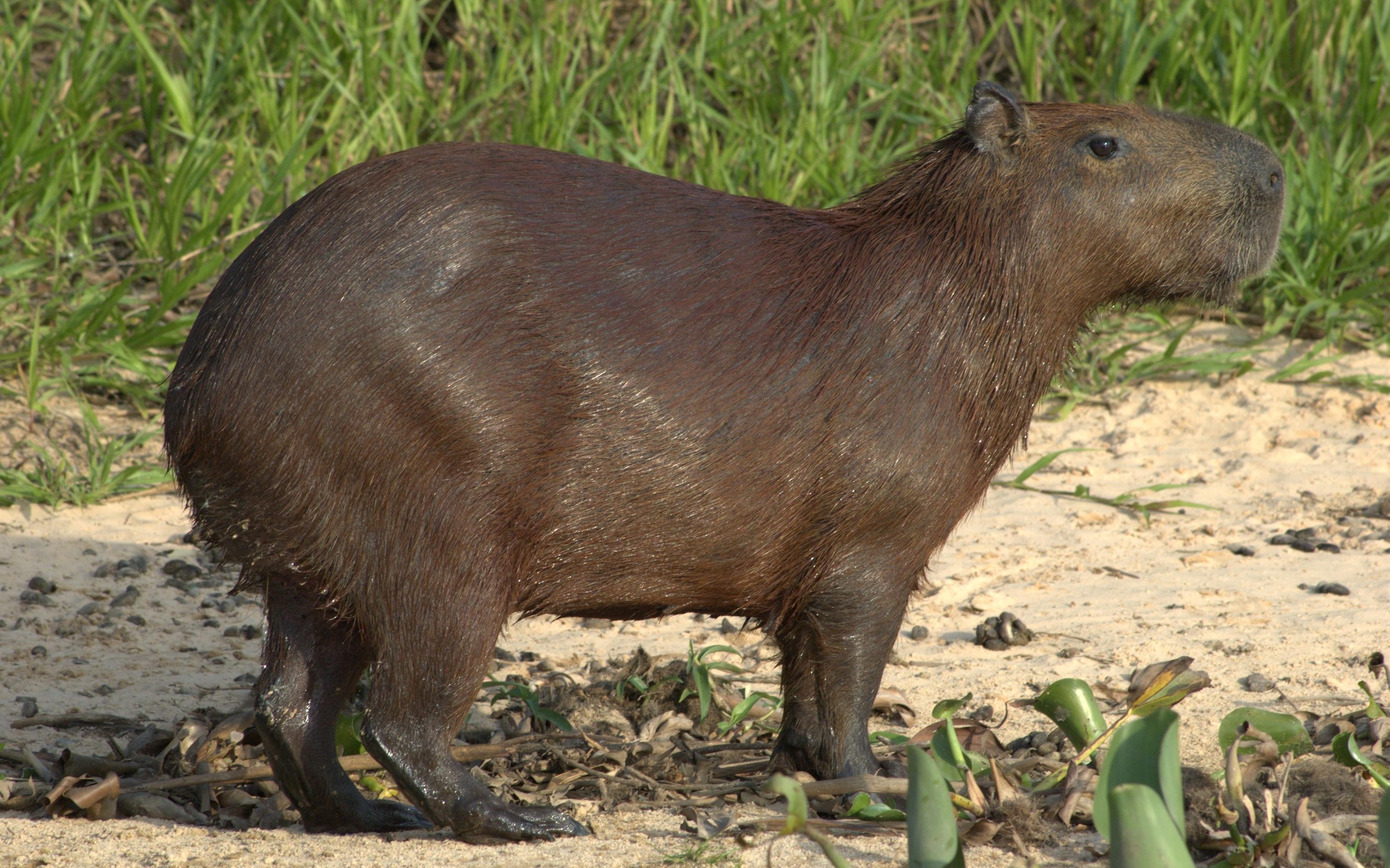 Lesser capybara, Capybaras Wallpaper, 3040x1900 HD Desktop