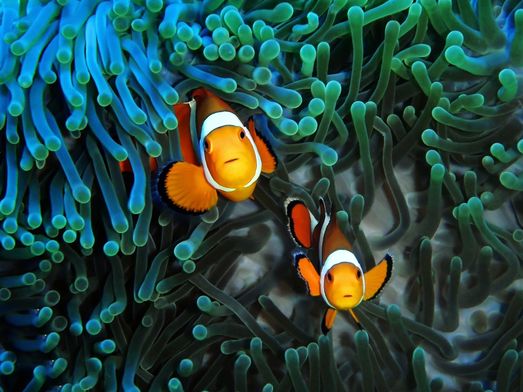 Clown fish, Underwater beauty, Colorful marine life, Tropical fish, 2050x1540 HD Desktop