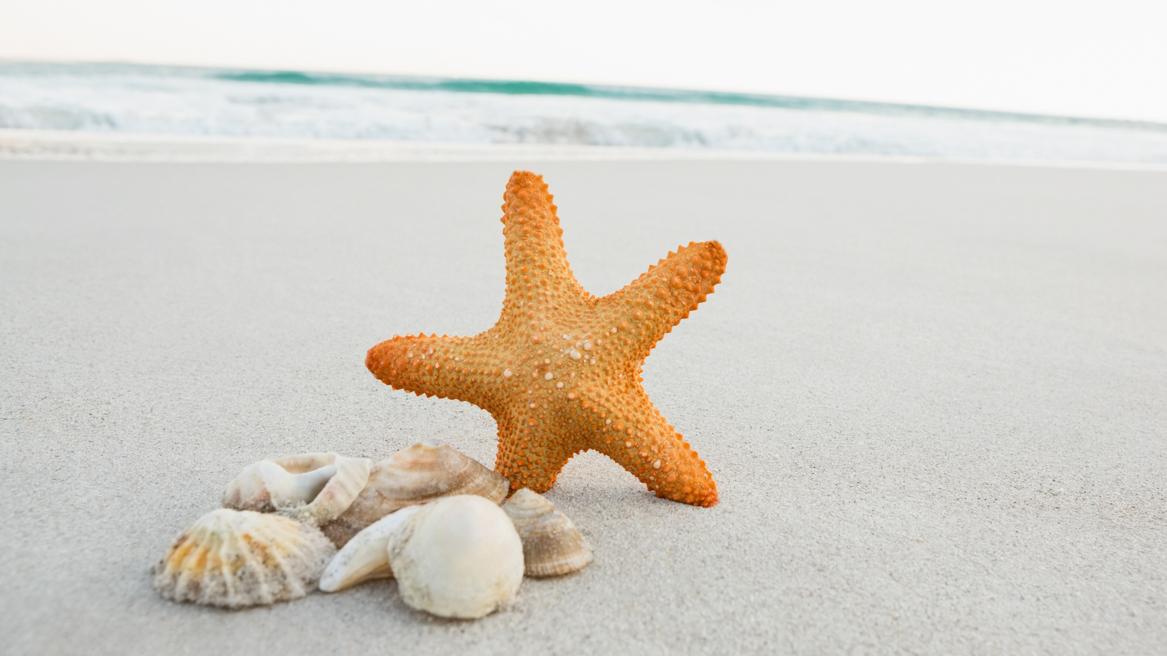 Starfish, Animals, Beach, Sand, 3840x2160 4K Desktop