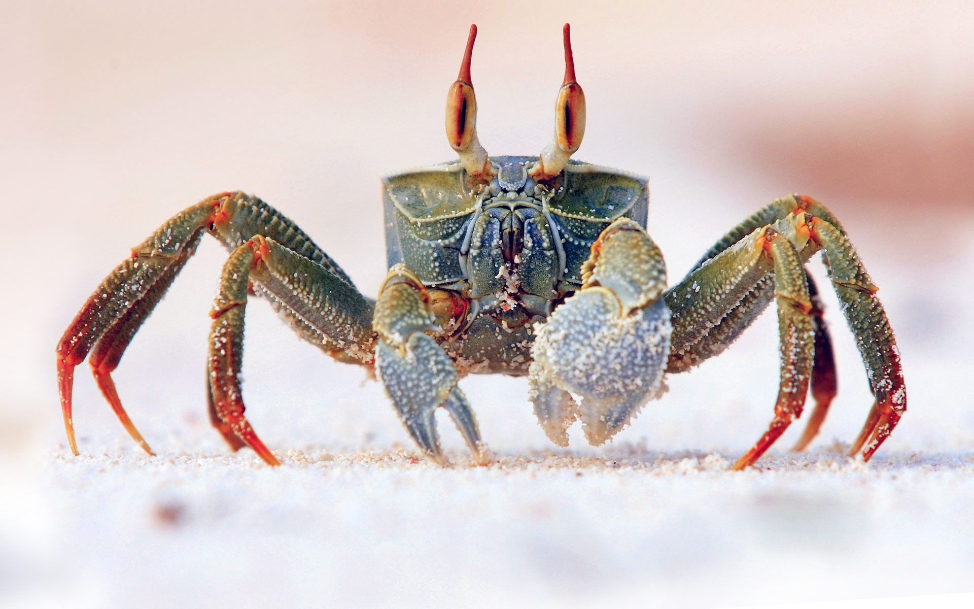 Crab, Desktop wallpapers, 4K HD, Desktop backgrounds, 1920x1200 HD Desktop