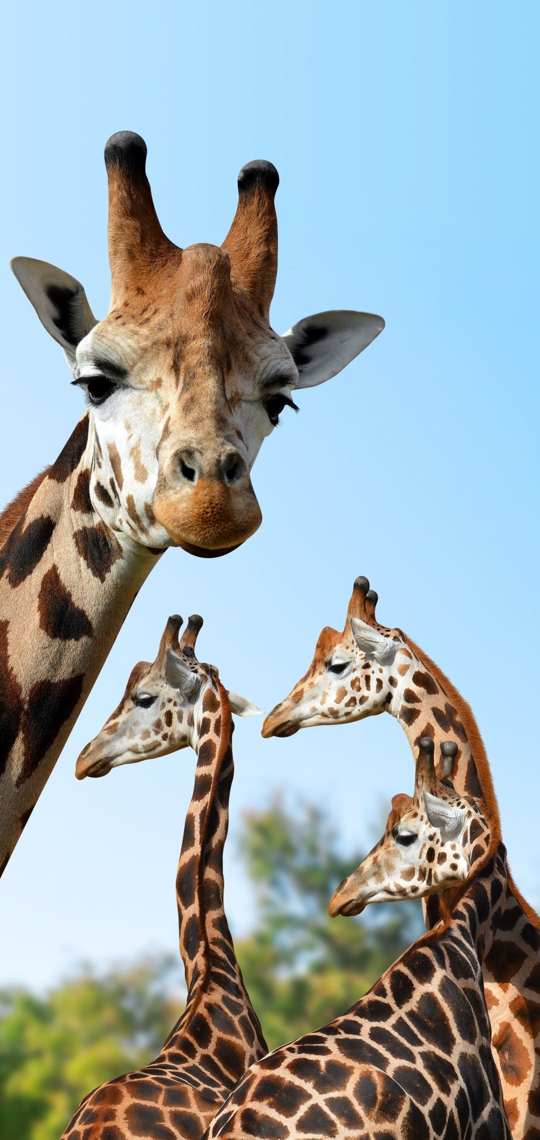 Animal wonder, Elegant giraffe, Natural beauty, Serene grace, 1080x2280 HD Phone