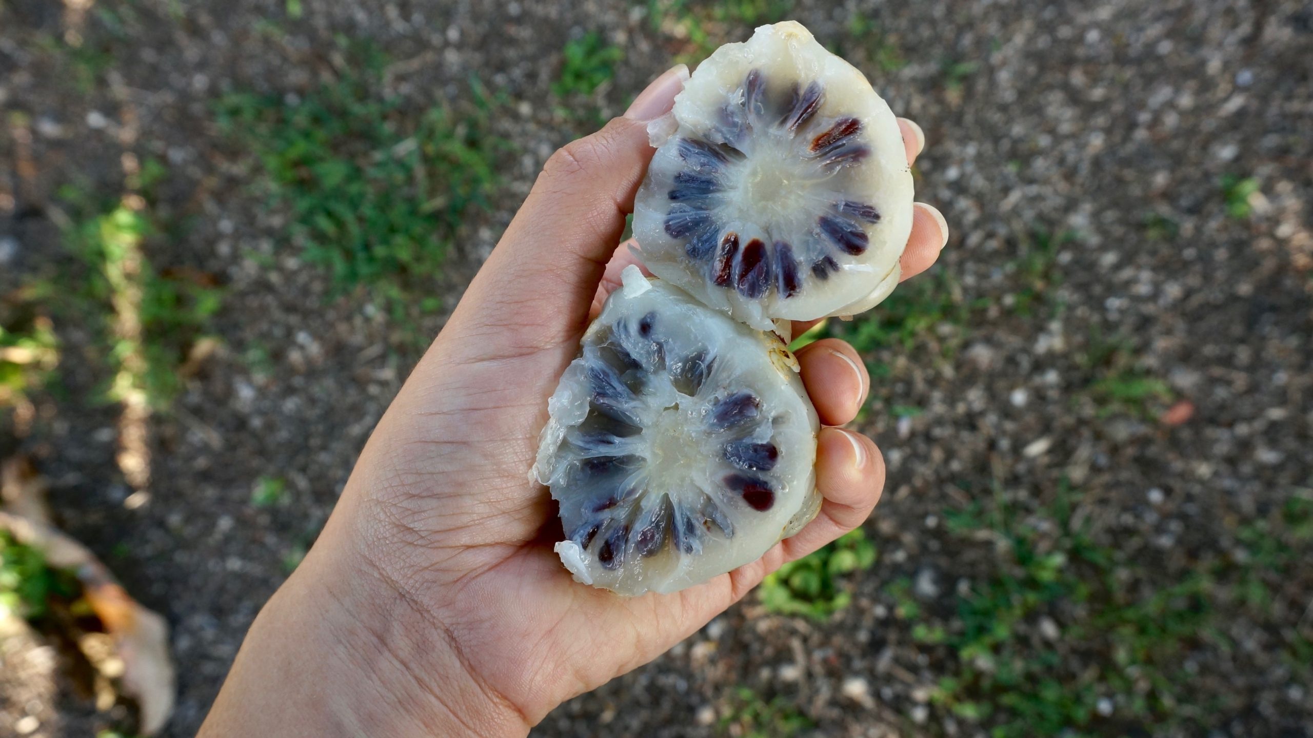 Noni Fruit, Plant characteristics, Tropical soil, Morinda citrifolia, 2560x1440 HD Desktop