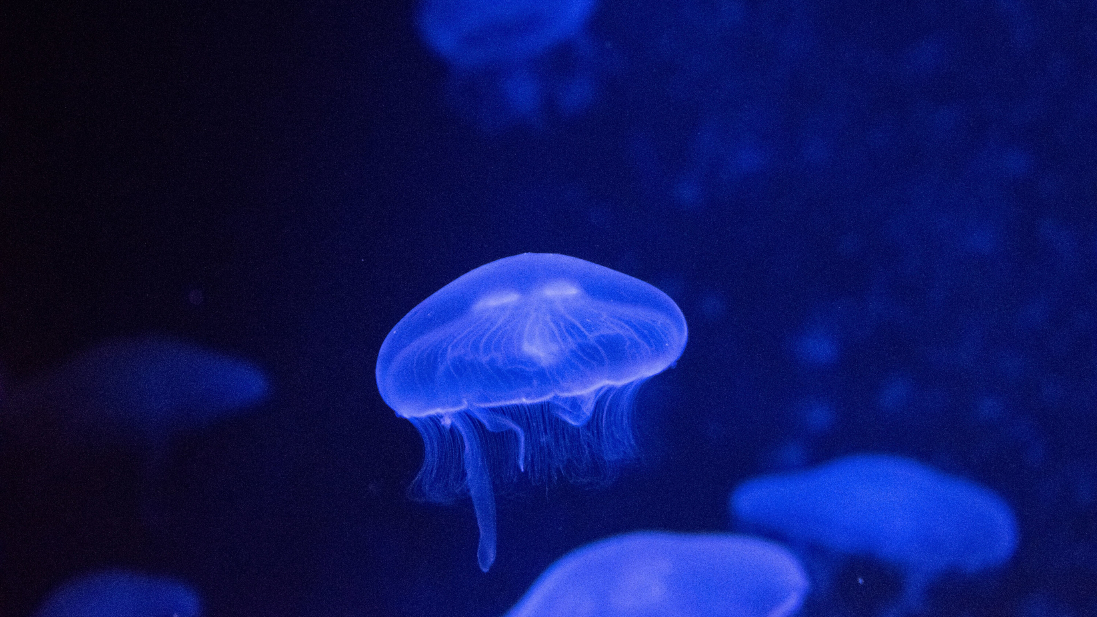 Underwater glow jellyfish, 4K wallpaper, HD image background, Mesmerizing beauty, 3840x2160 4K Desktop