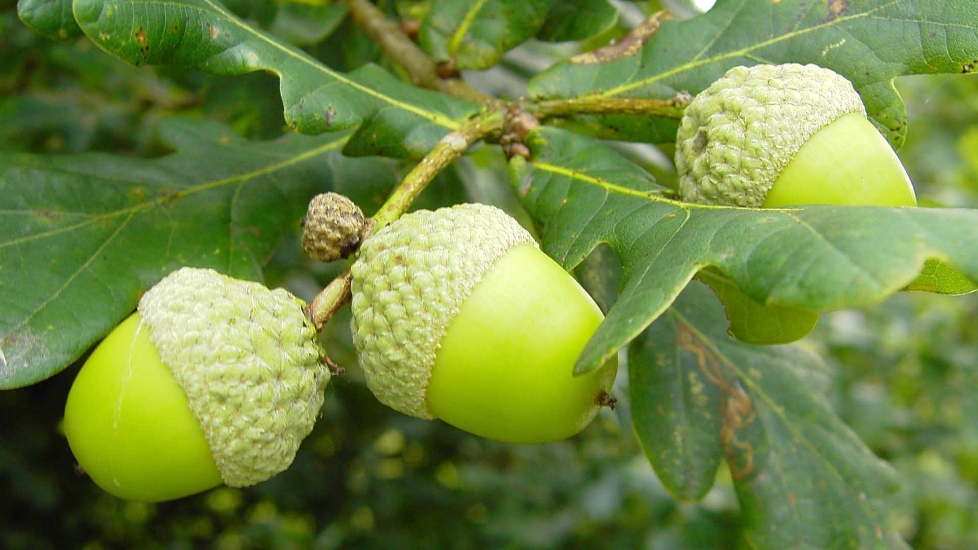 Leaves macro oak, Cool wallpapers, Acorns, HD, 1920x1080 Full HD Desktop