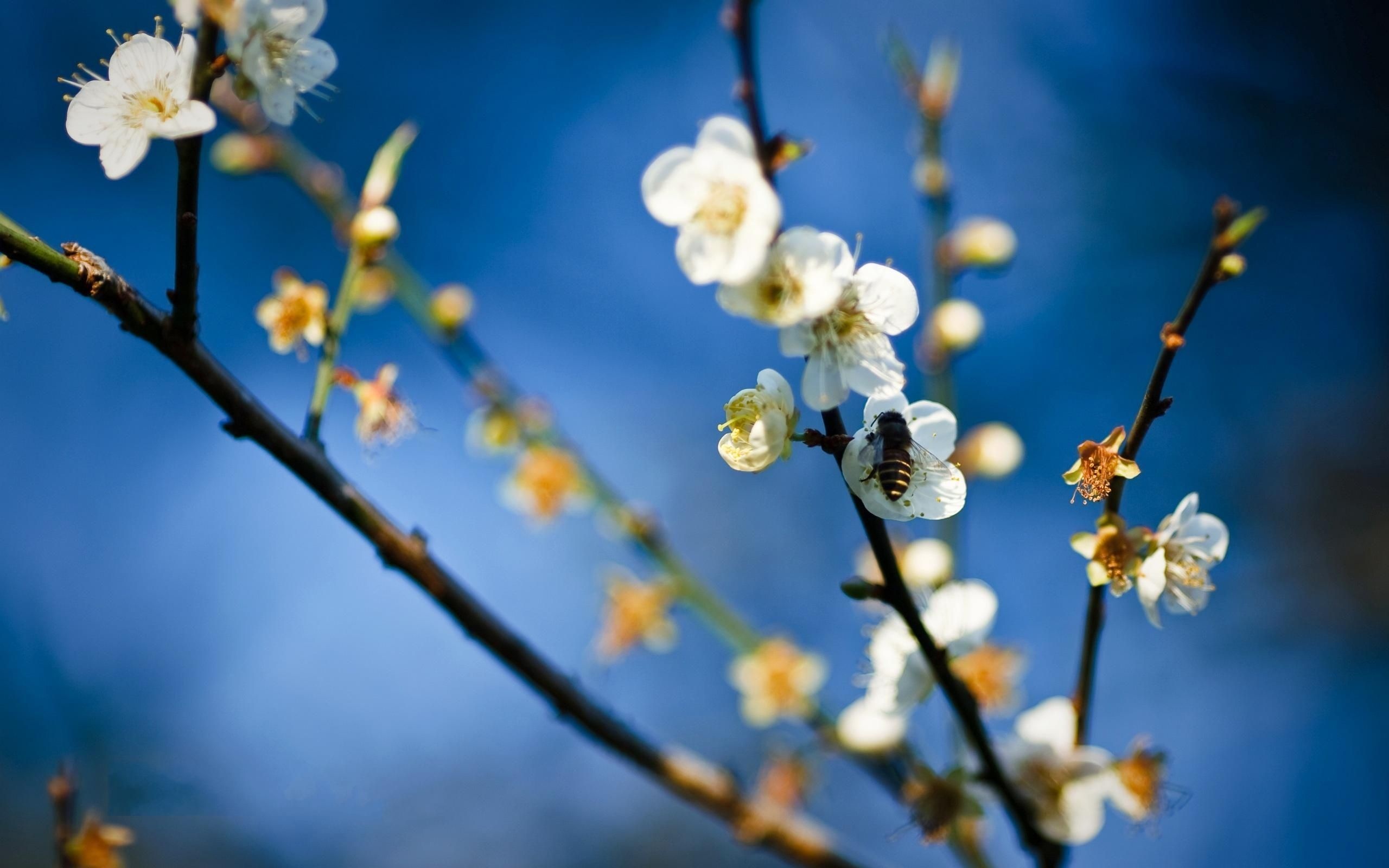 White flowers, Bee's companions, Floral beauty, Wallpaper blossoms, 2560x1600 HD Desktop