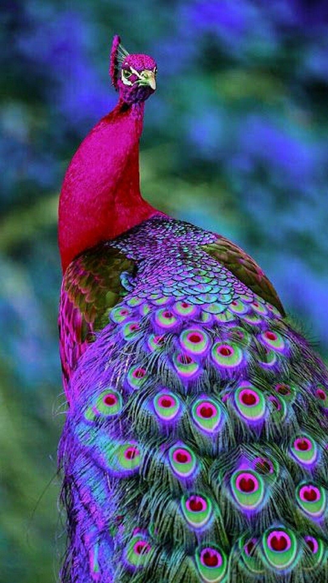 Purple peacock phone, Vibrant wallpapers, Beautiful plumage, Striking colors, 1080x1920 Full HD Phone