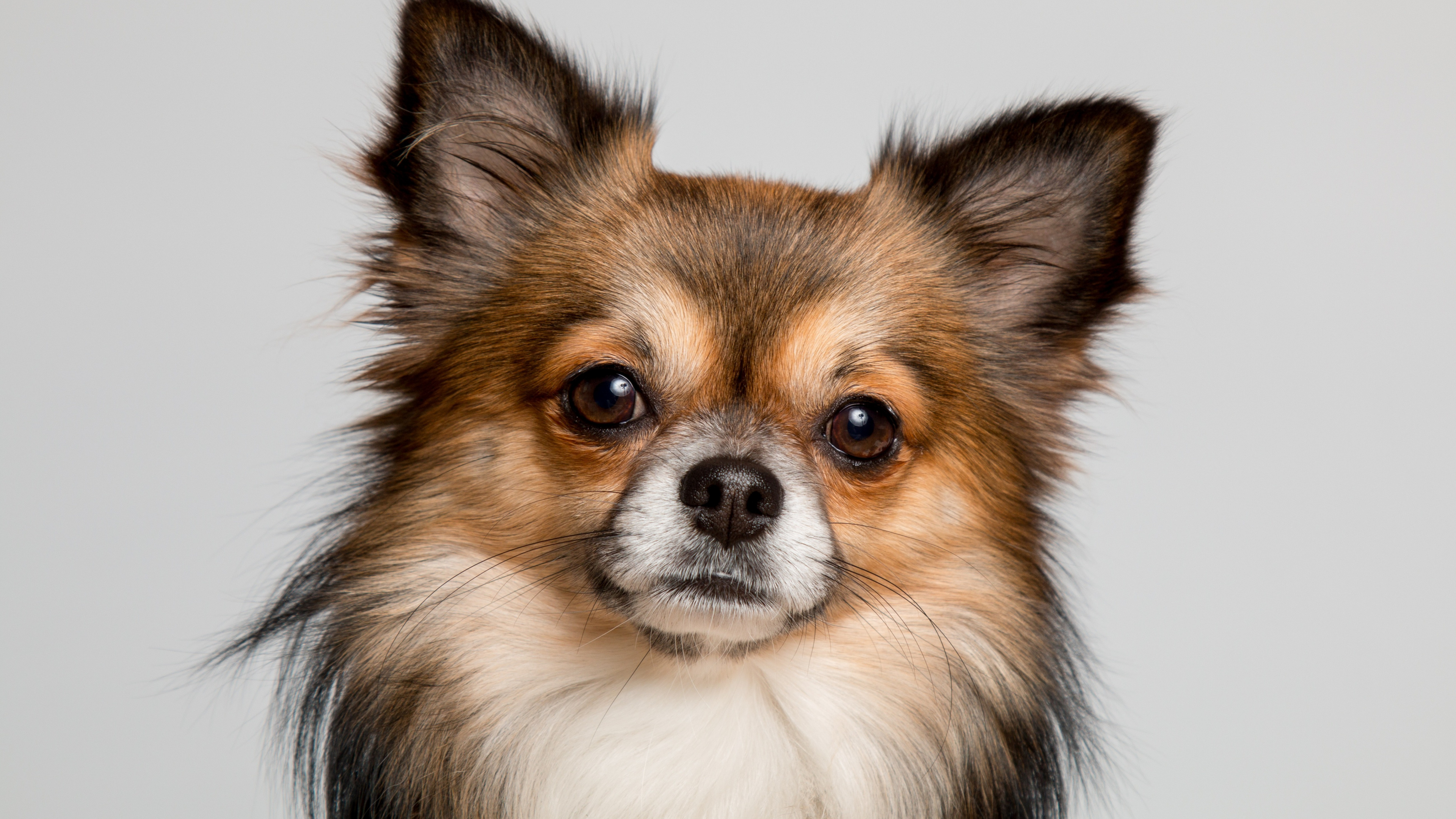 Chihuahua with a cute muzzle in 4K, Stunning wallpaper, High-definition image, Adorable pet, 3840x2160 4K Desktop