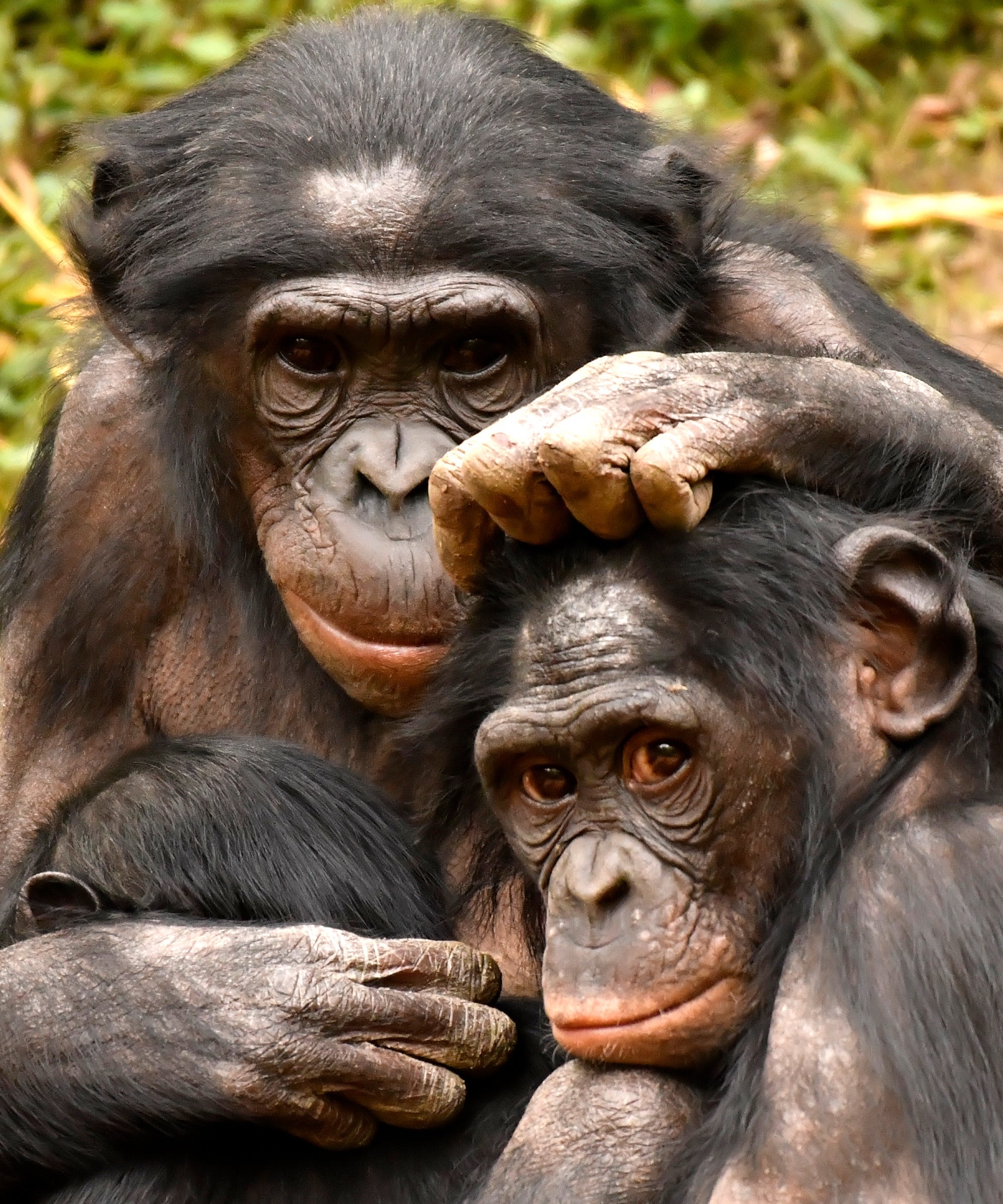 Hyper sexual bonobos, Women and sexuality, 2000x2400 HD Phone