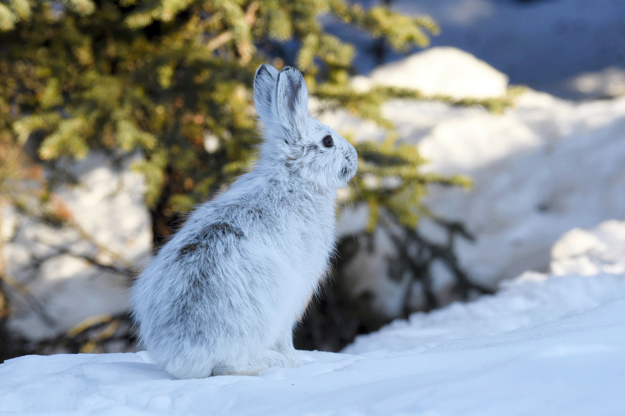 The Alaskan, Hares Wallpaper, 2050x1370 HD Desktop