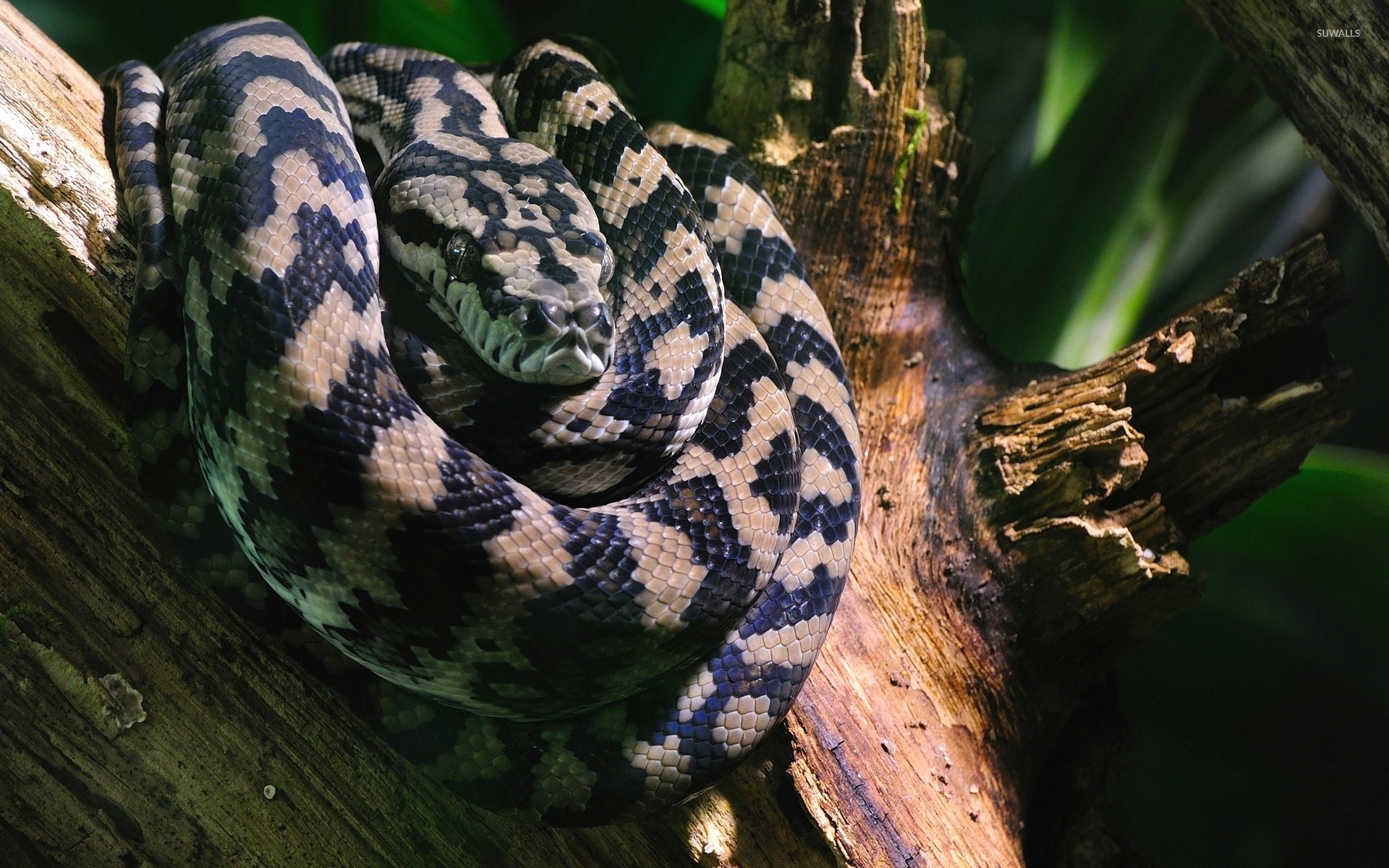 Boa Constrictor, On a tree log, Animal wallpapers, 1920x1200 HD Desktop