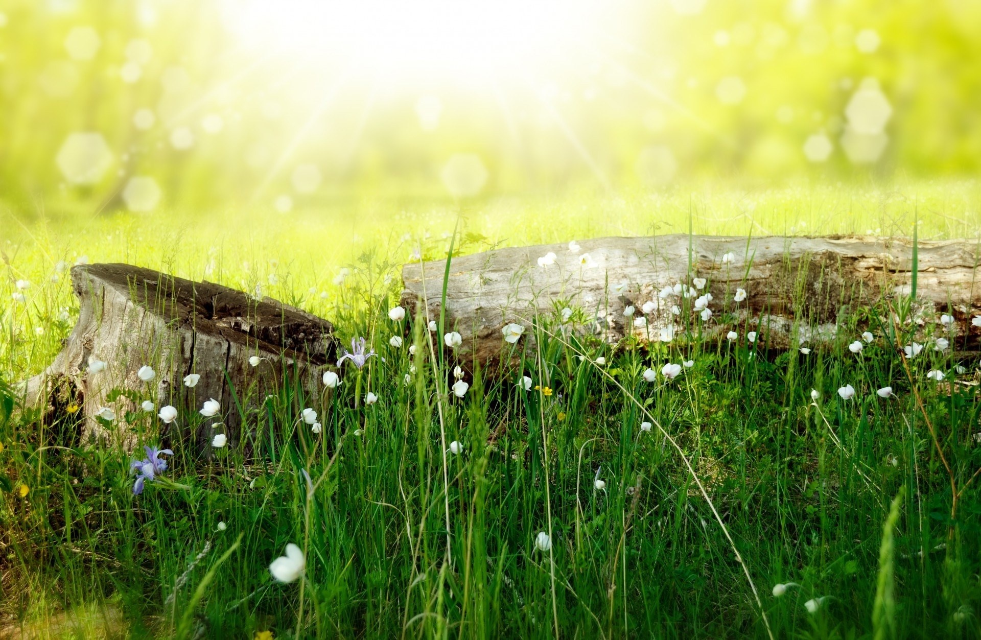 weathered tree stump, blooming white wildflowers, sunlit green meadow, HD Desktop wallpaper