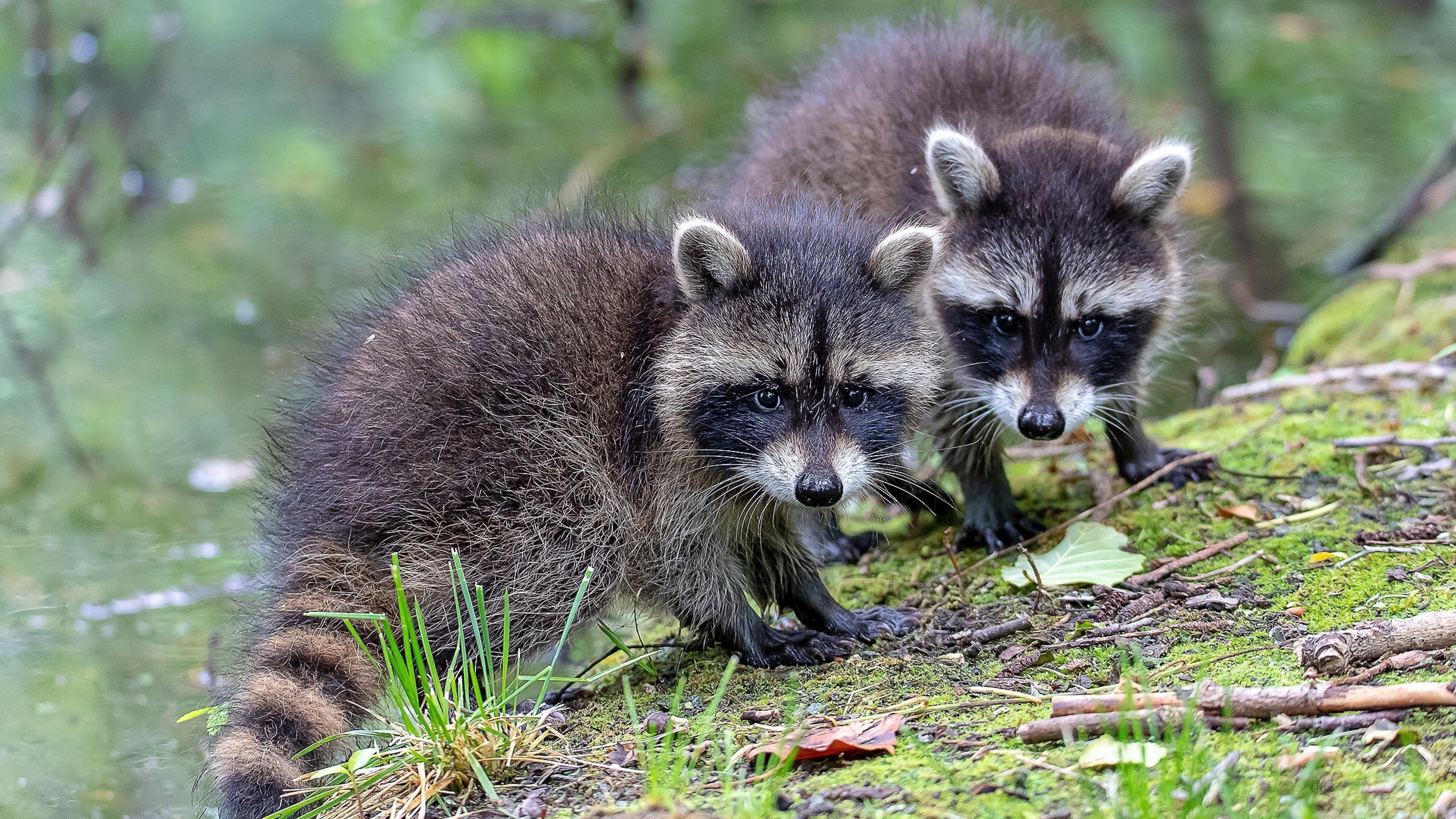 Playful raccoons, Adorable babies, Cute wallpaper, Joyful spirits, 3840x2160 4K Desktop