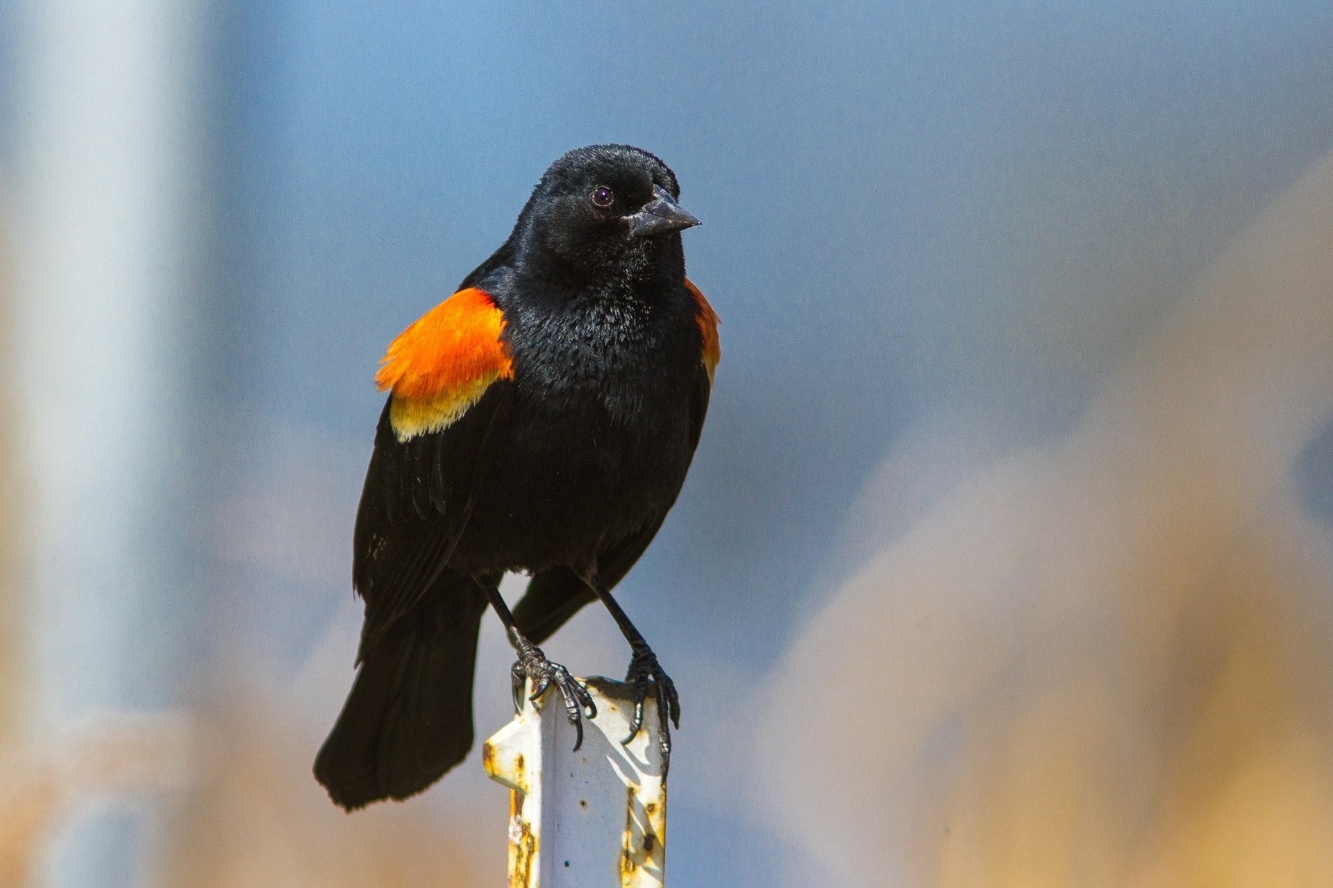 Common Blackbird, Blackbird wallpapers, High-quality images, Nature photography, 1920x1280 HD Desktop