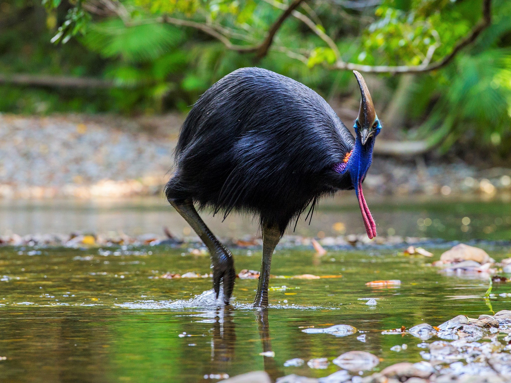 Female cassowary portrait, Gender identification, Intricate avian details, Majestic bird, 2050x1540 HD Desktop