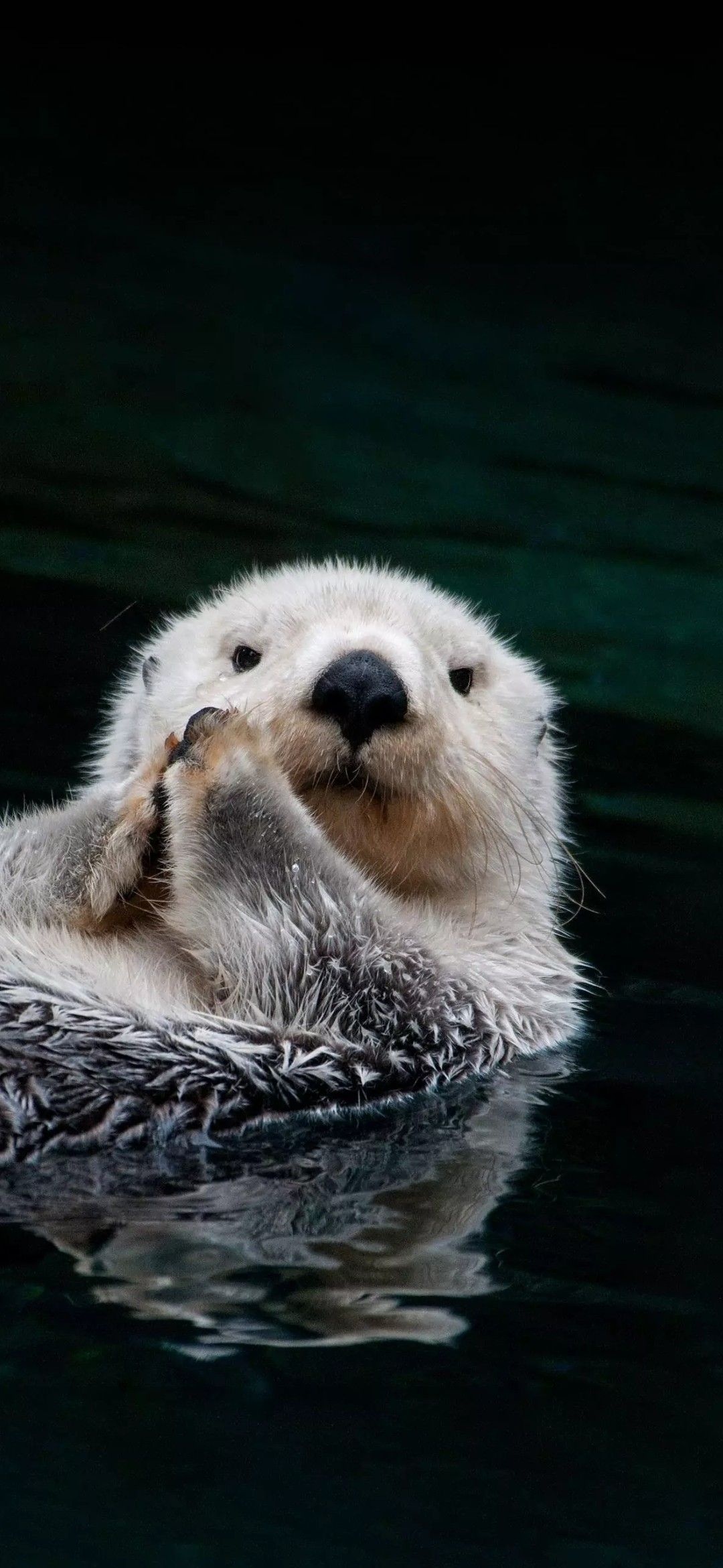 Wonderful wildlife encounter, Otters in their element, Nature's graceful creatures, Captivating animal kingdom, 1080x2340 HD Phone