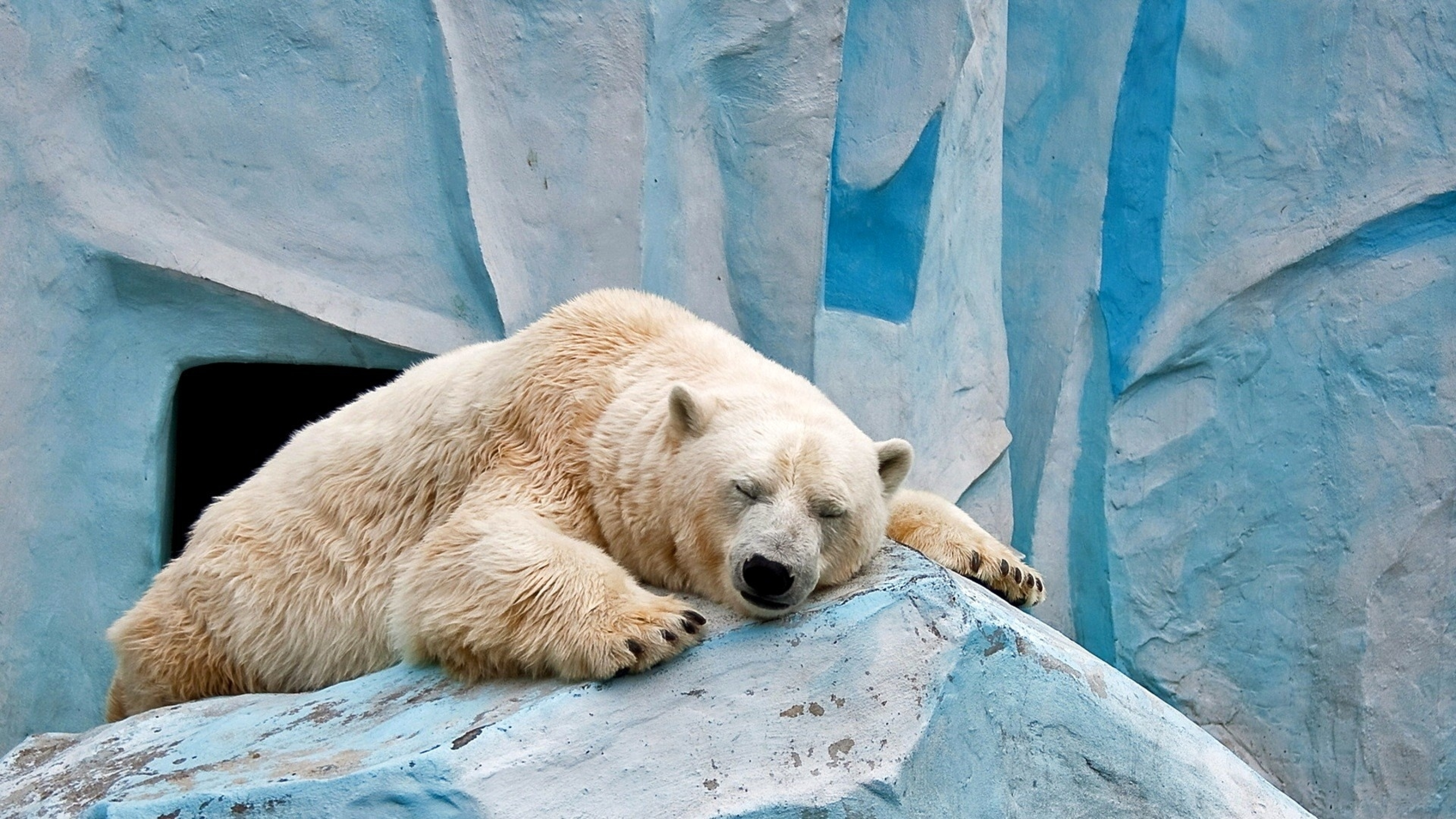 Sleeping wonder, Peaceful slumber, Stunning polar, Tranquil beauty, 3840x2160 4K Desktop