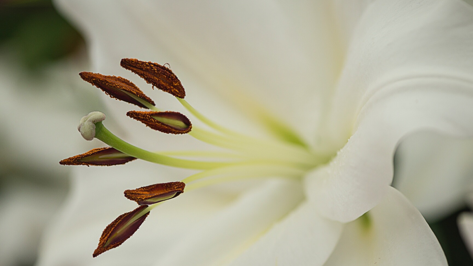 White lily flower, Macro photography, Ultra HD, Best background, 1920x1080 Full HD Desktop