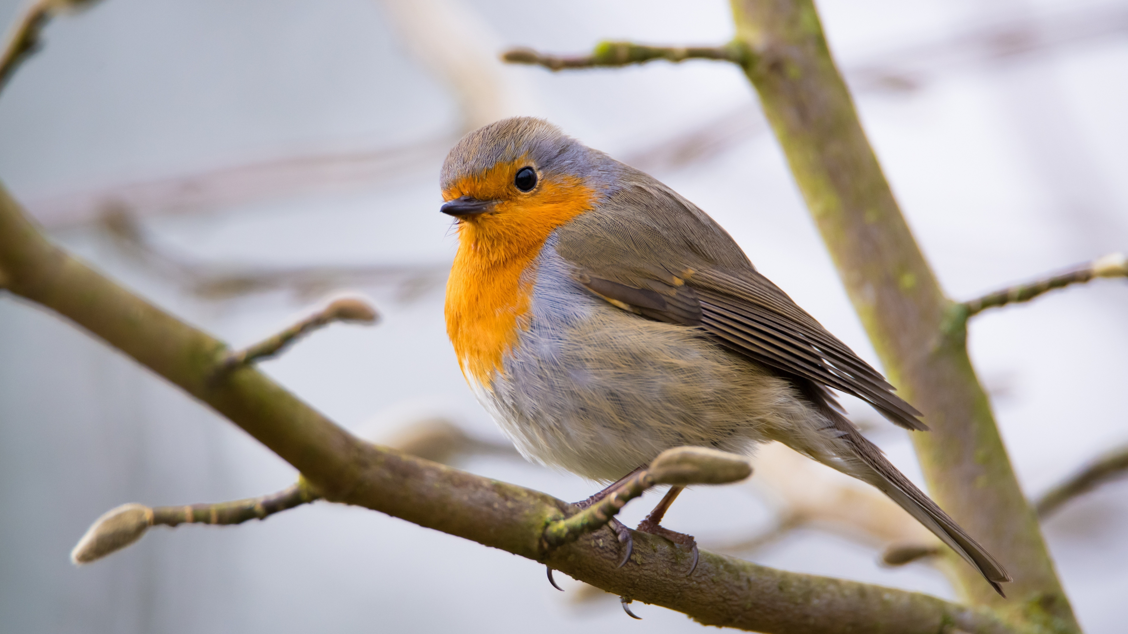 Small robin bird, Tree branch backdrop, 4K wallpaper, HD image, 3840x2160 4K Desktop