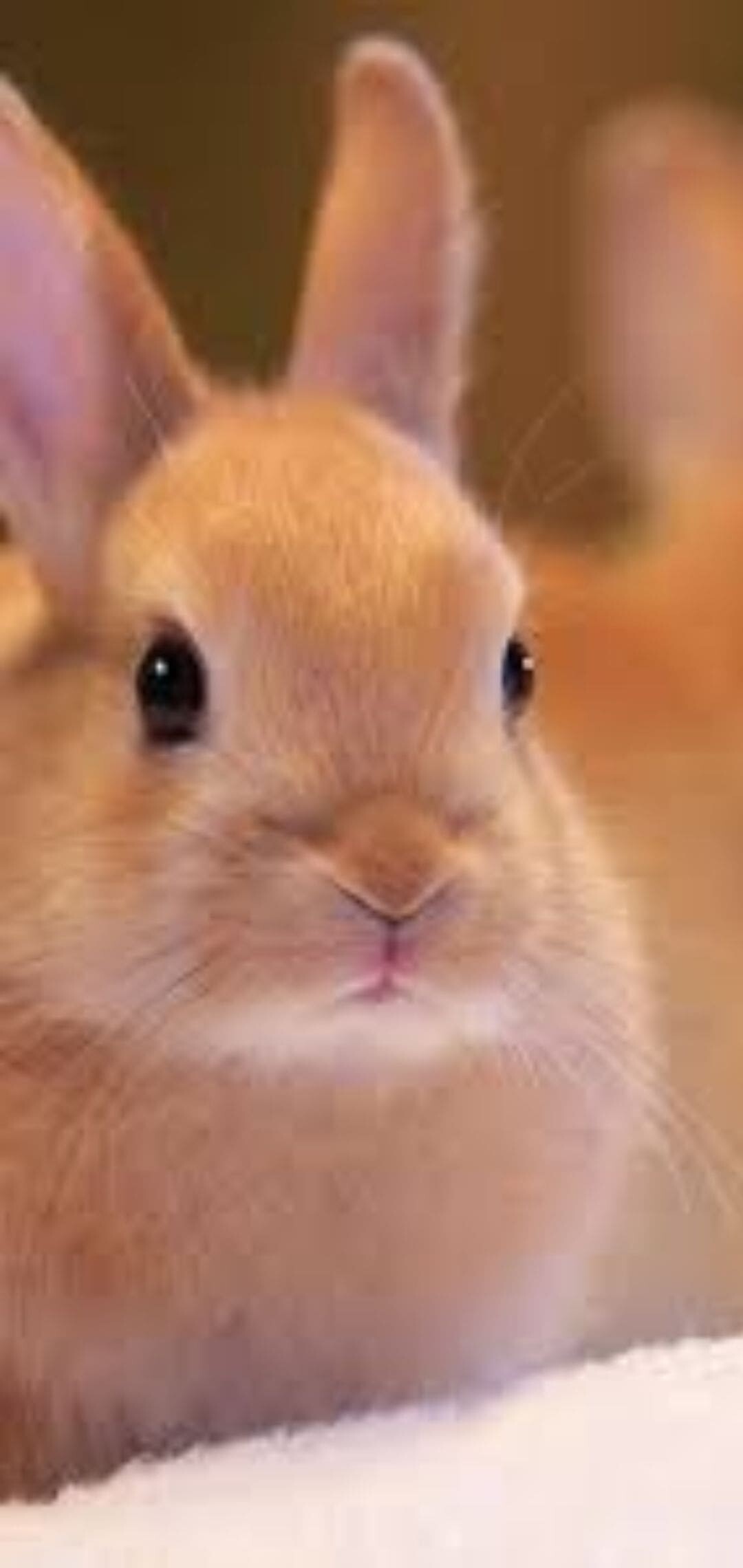 Quality bunny backgrounds, HD, 1080x2280 HD Phone
