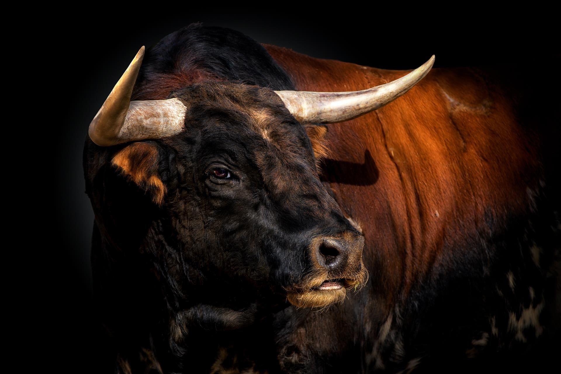 Bulls, Pedro Jarque Krebs, Animal photographer, Horses, 1920x1280 HD Desktop