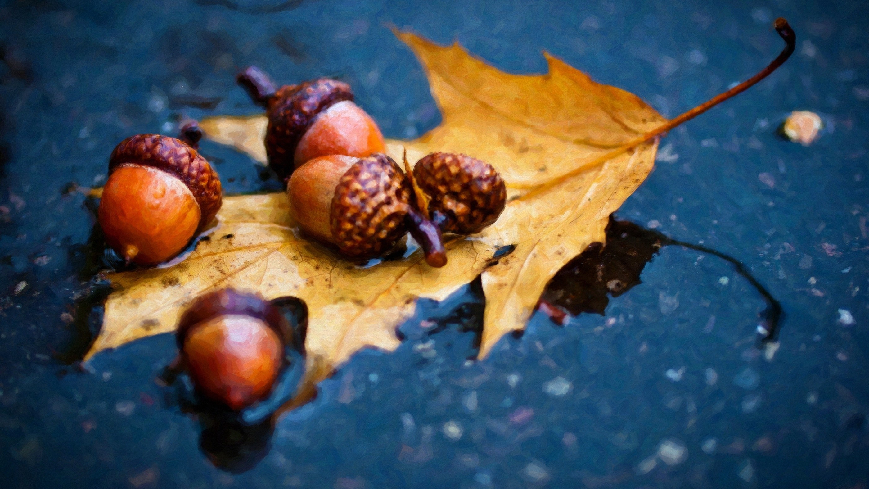 Leaves food rain, Branch nuts acorns, Autumn leaf flower, Macro photography, 2800x1580 HD Desktop