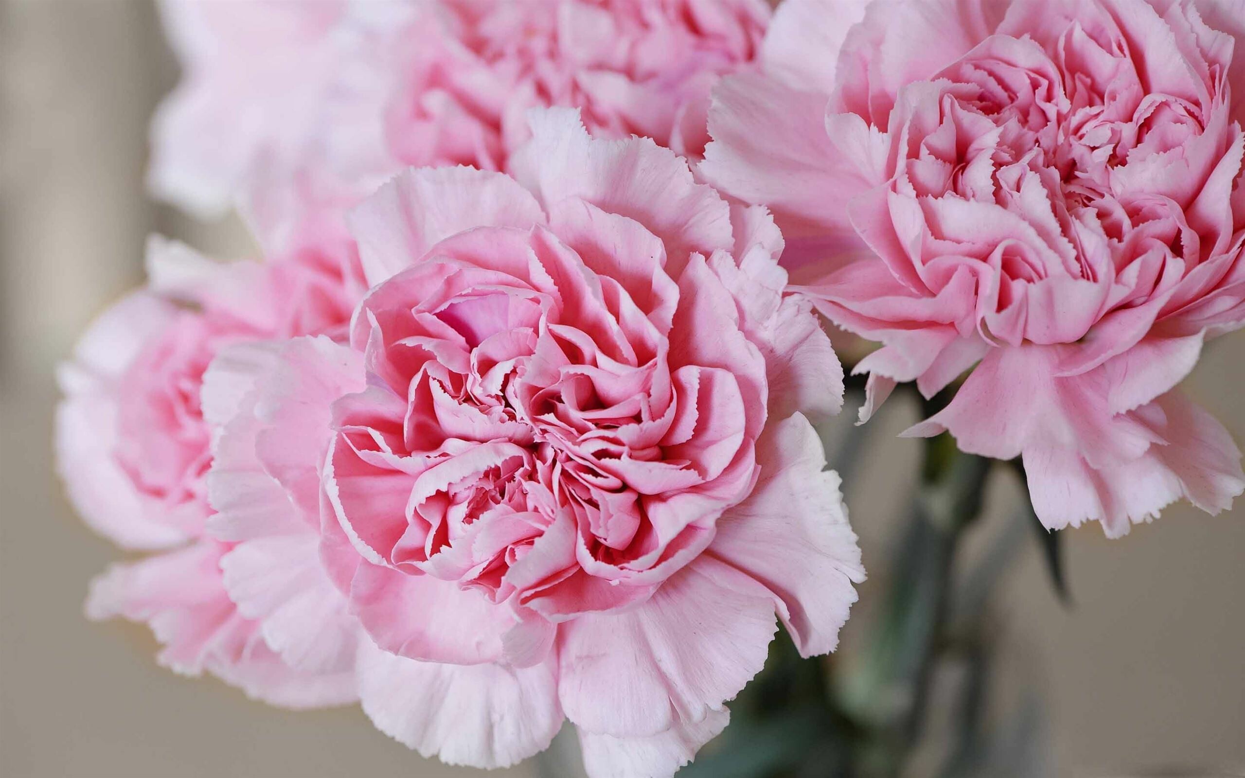 Best carnation wallpapers, Stunning mac backgrounds, Floral beauty, Nature's wonders, 2560x1600 HD Desktop