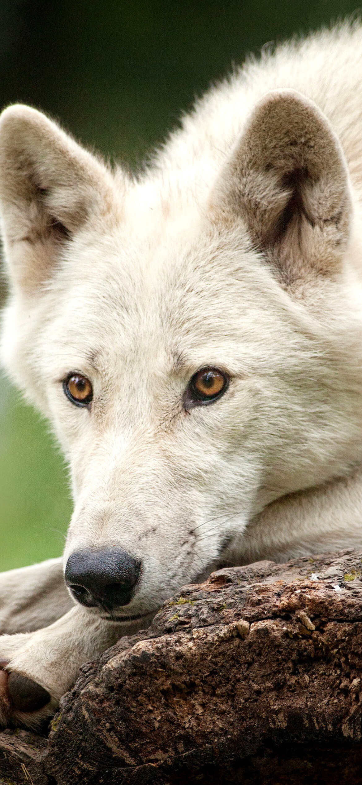 Arctic wolf, Icy wilderness, Fierce predator, Stunning beauty, 1170x2540 HD Phone