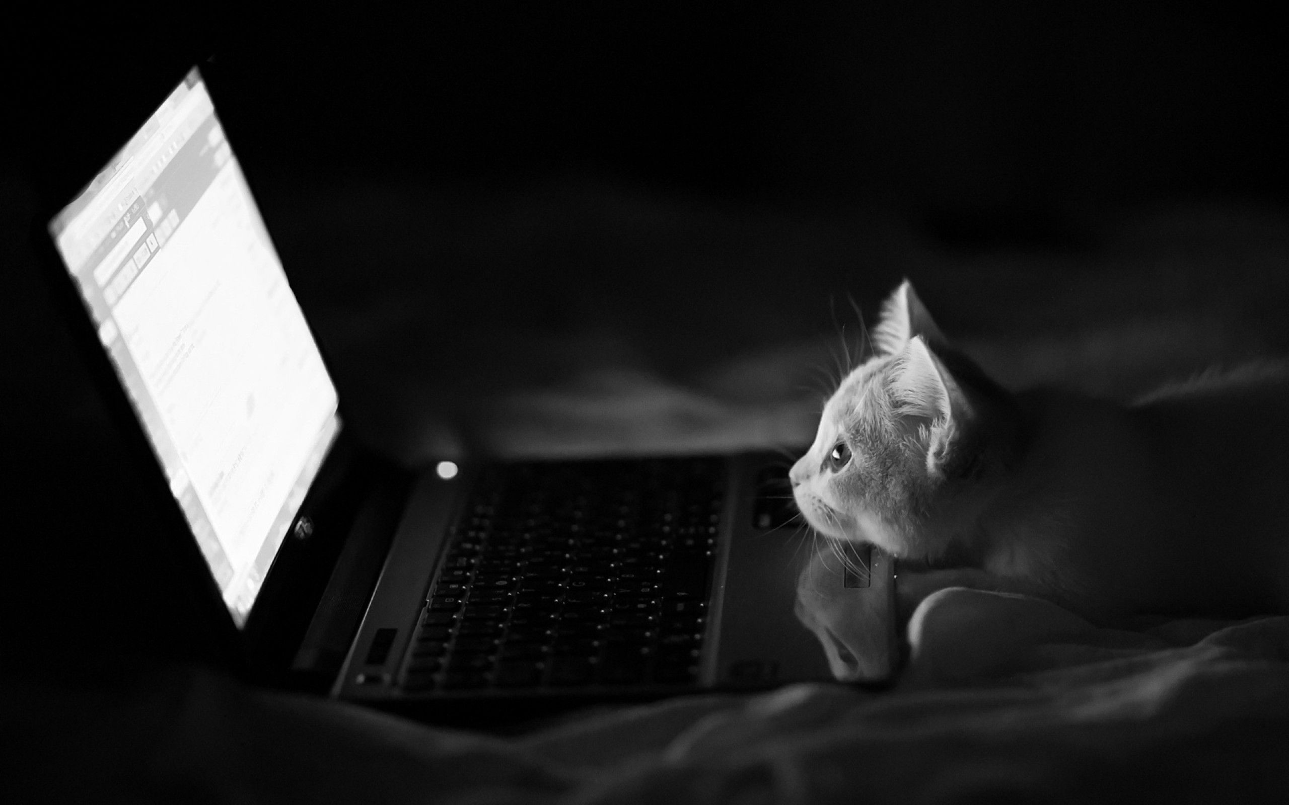 Kitten, For Laptop Wallpaper, 2560x1600 HD Desktop