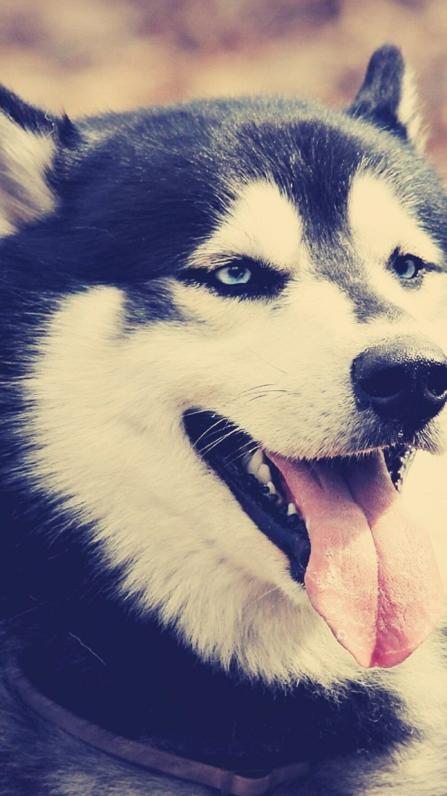 Siberian Husky, Samsung Galaxy wallpapers, HD 4K images, LG G5, 1440x2560 HD Phone