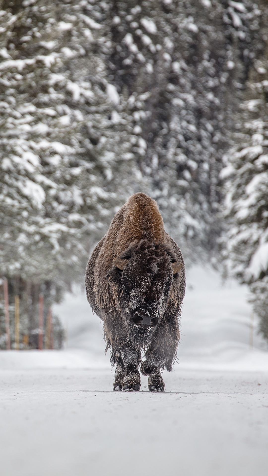 Nature enthusiast, Appreciating buffalo's magnificence, Bison admiration, Buffalo photography, 1080x1920 Full HD Phone