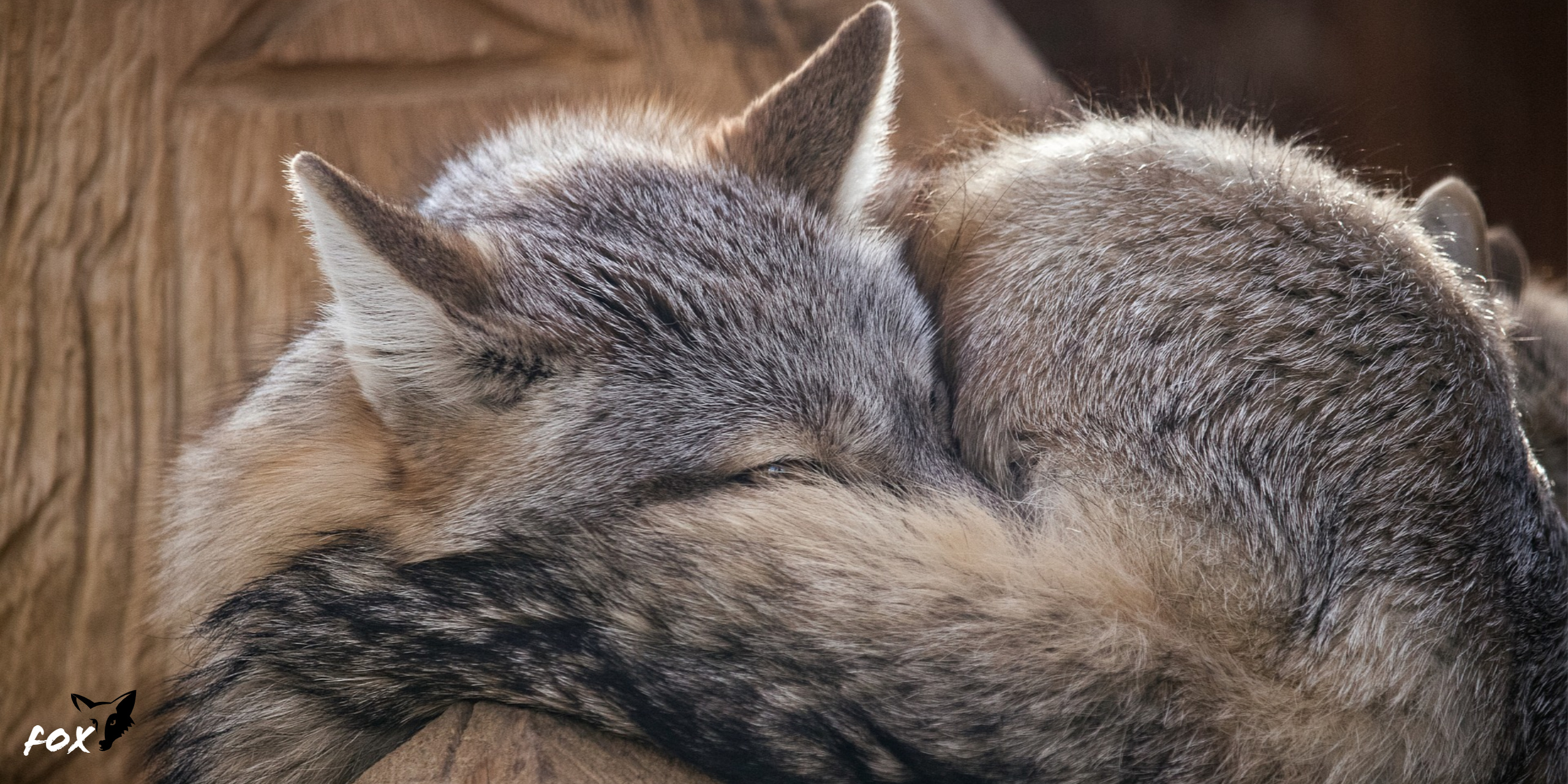 Gray Fox, Peaceful sleep, Resting in nature, Tranquil scene, 2560x1280 Dual Screen Desktop