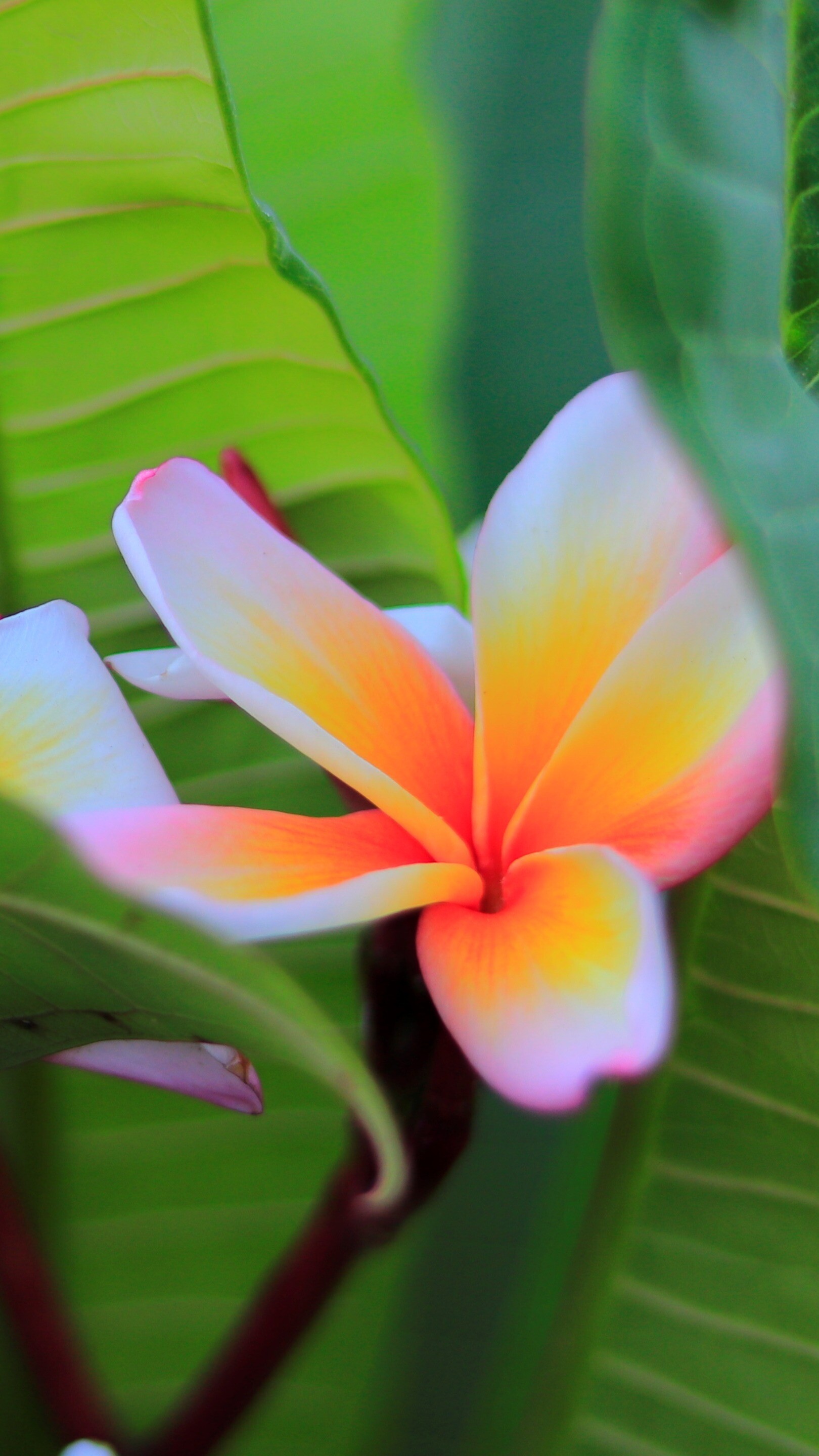 Frangipani flower, Nature's beauty, Blossom in full bloom, Captivating fragrant, 1620x2880 HD Phone