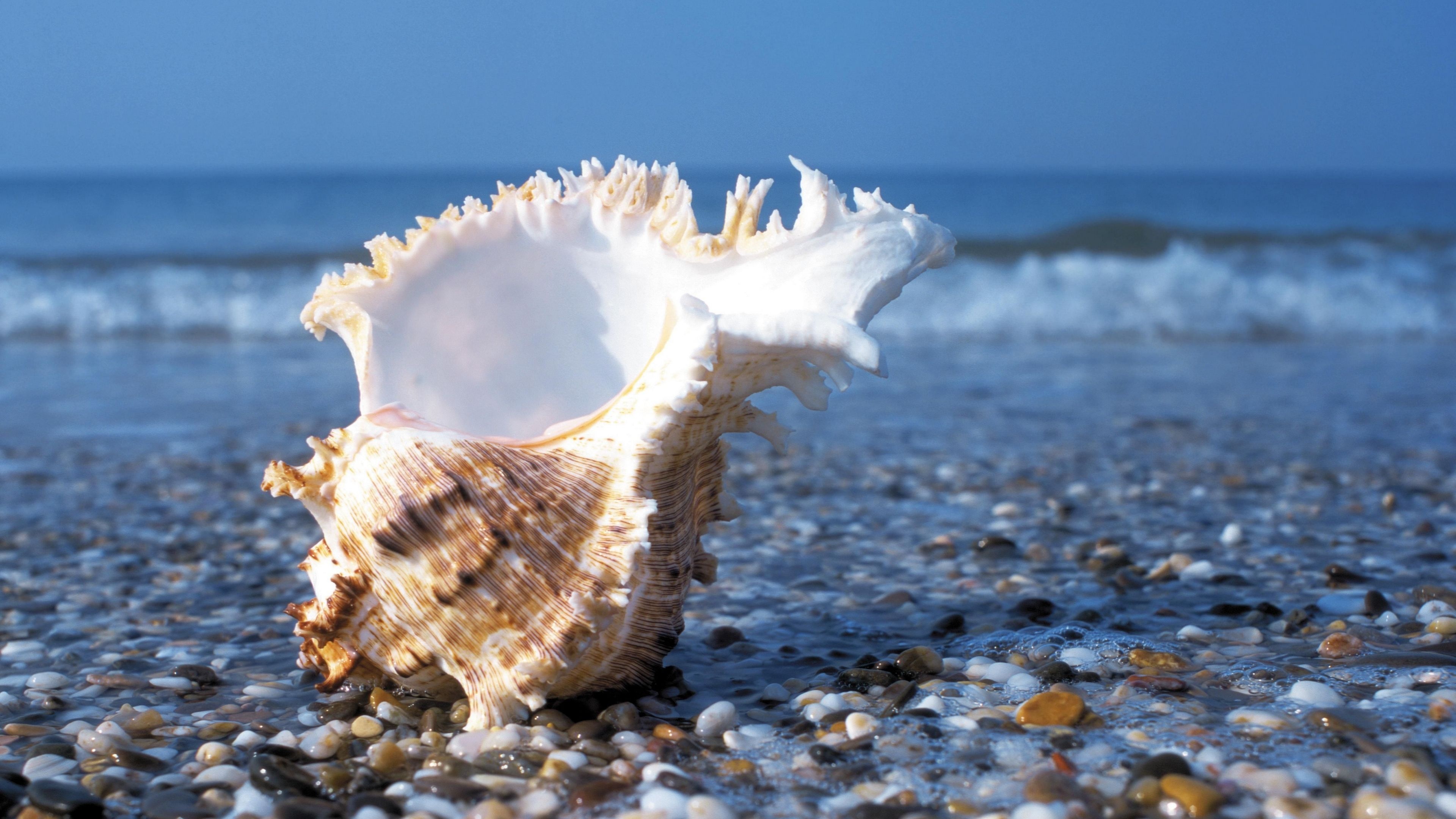 Shell on Beach, 4K Wallpaper, Cedil, Sand, 3840x2160 4K Desktop