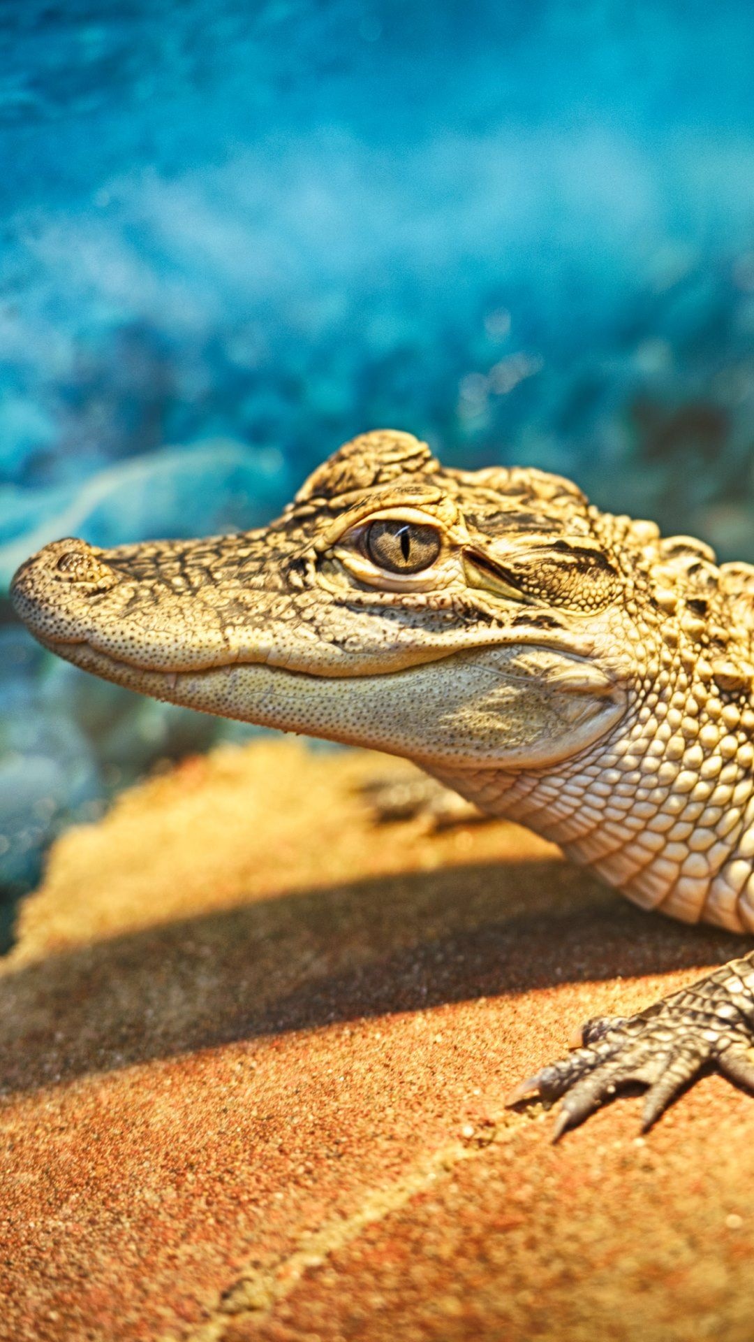 Crocodile, Reptile species, Aquatic predator, Powerful jaws, 1080x1920 Full HD Phone