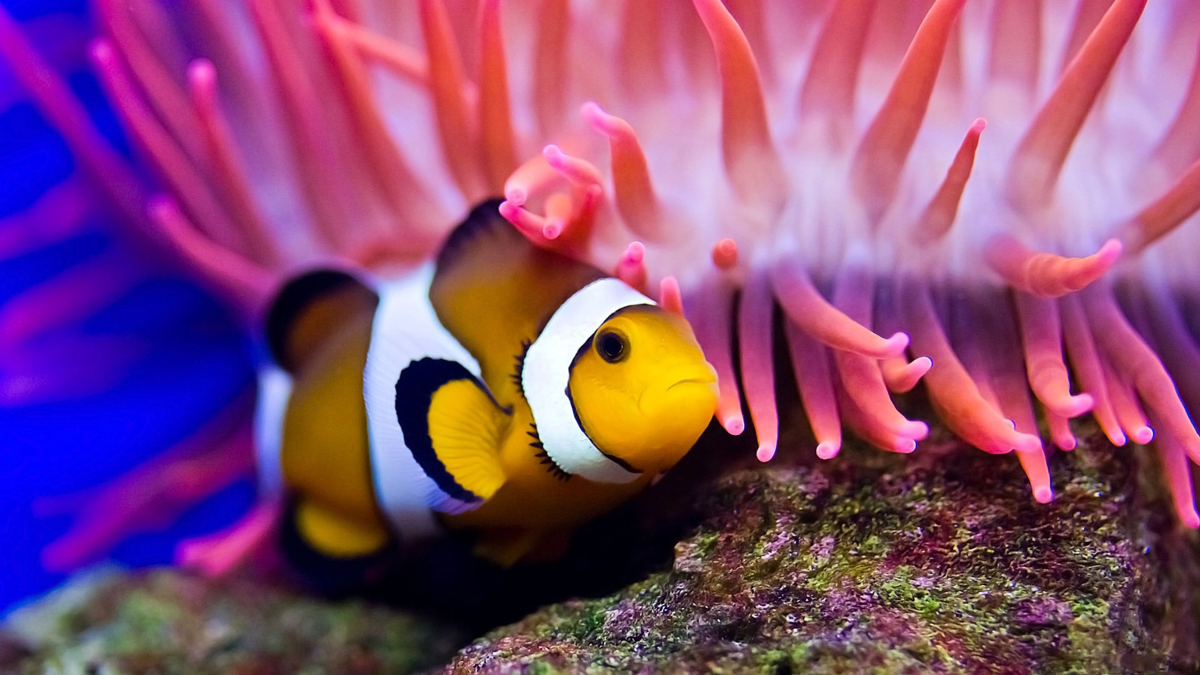 HD fish wallpapers, Stunning aquatic creatures, Desktop backgrounds, Marine beauty, 3840x2160 4K Desktop