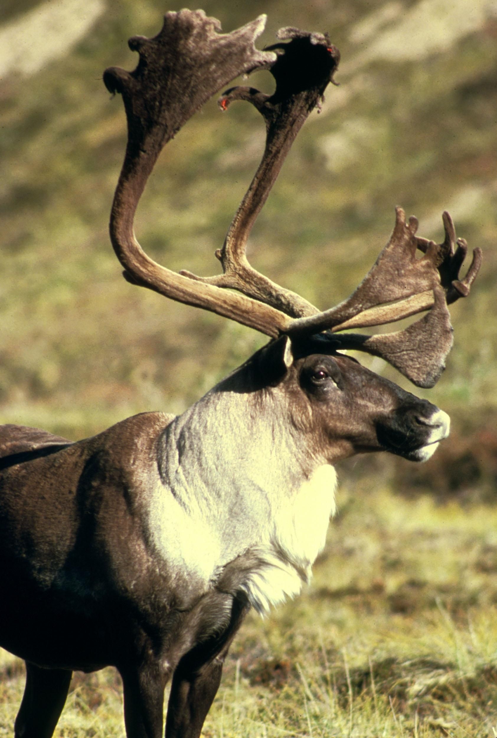 The boreal woodland, Caribou Wallpaper, 1690x2500 HD Phone