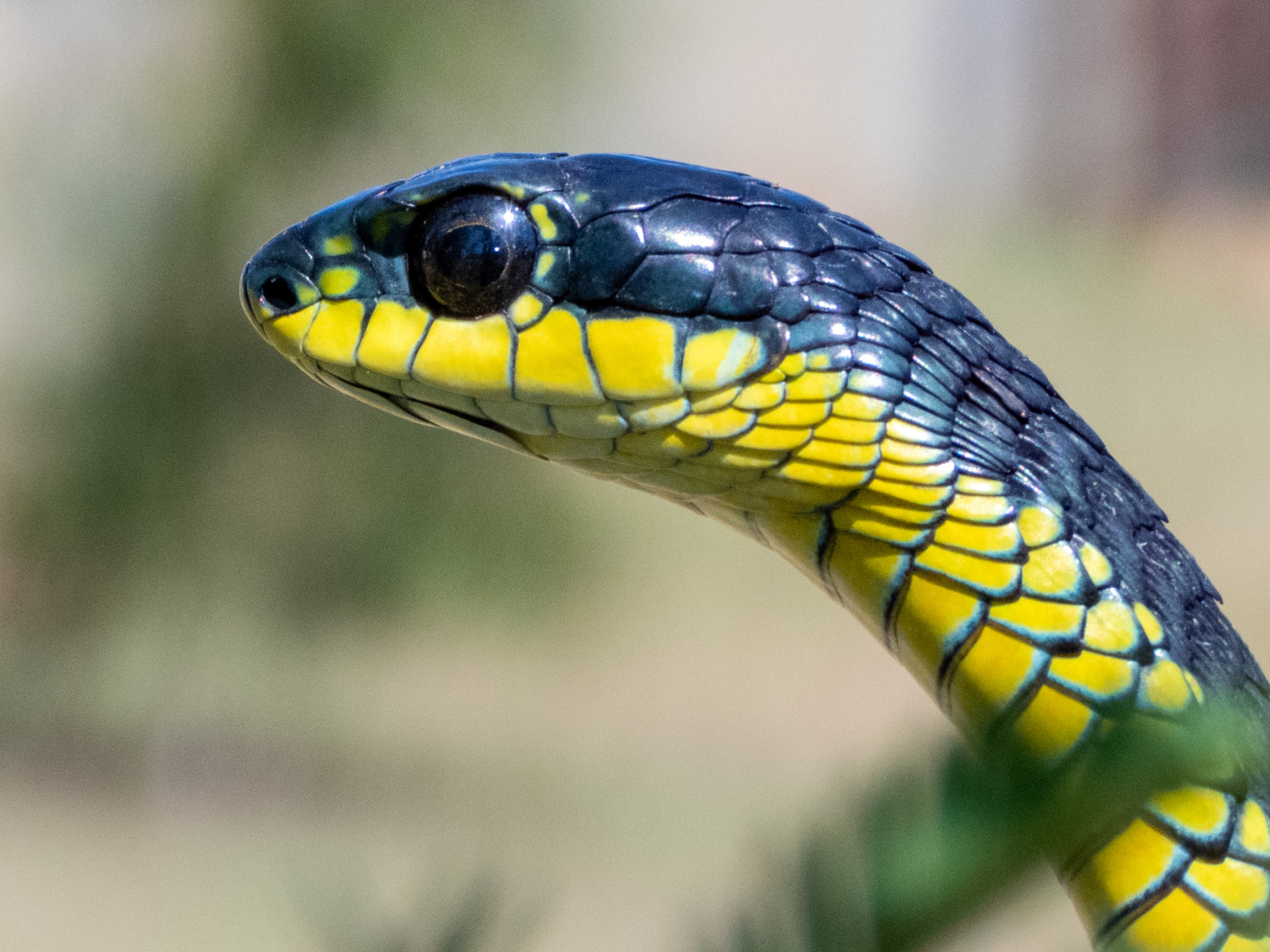 Boomslang, Dispholidus typus, Melkbosstrand, South African snake, 2800x2100 HD Desktop